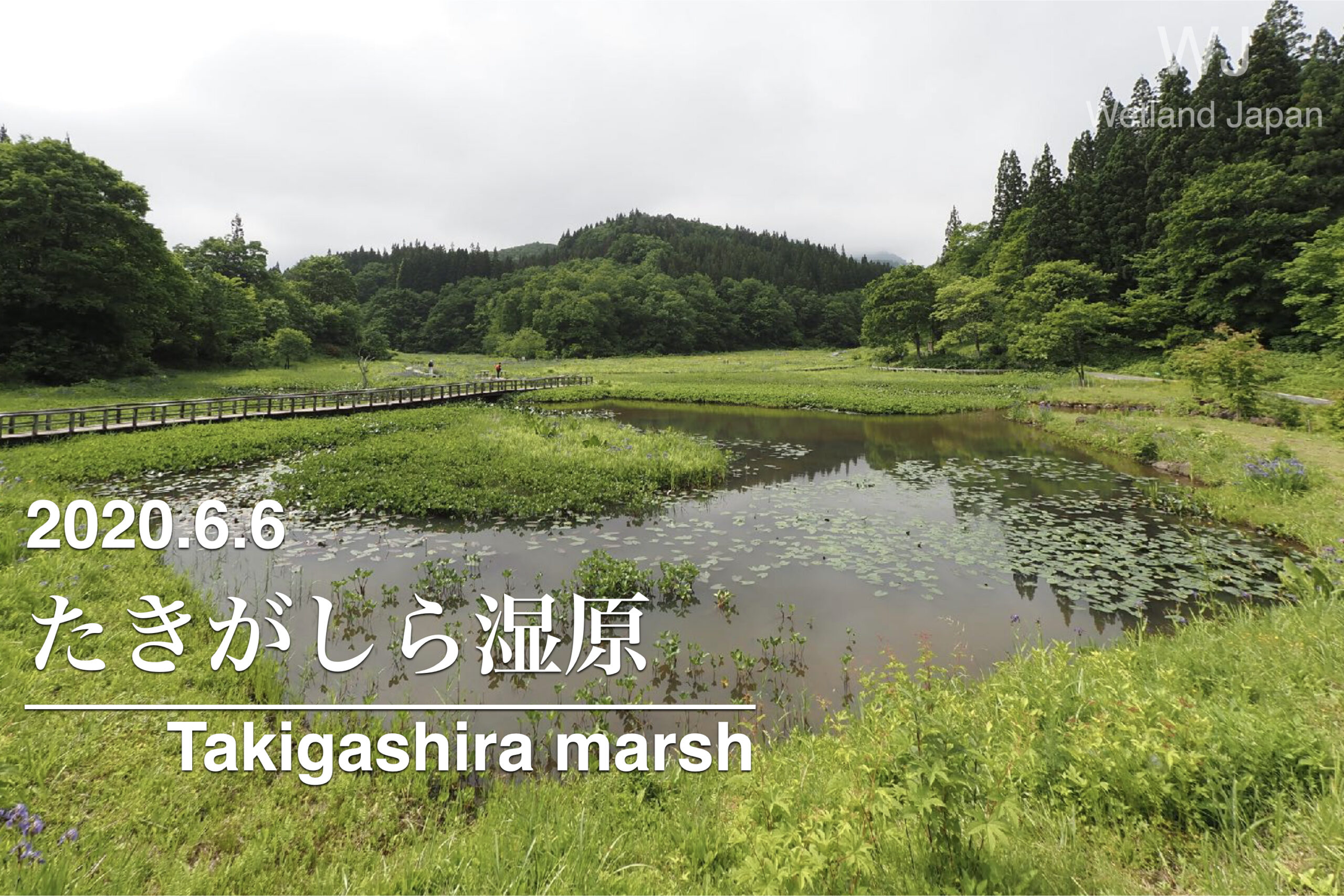 2020.6.6 たきがしら湿原-魅惑の人工湿原-