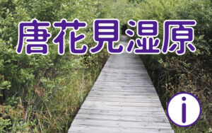 唐花見湿原に行ってみよう!