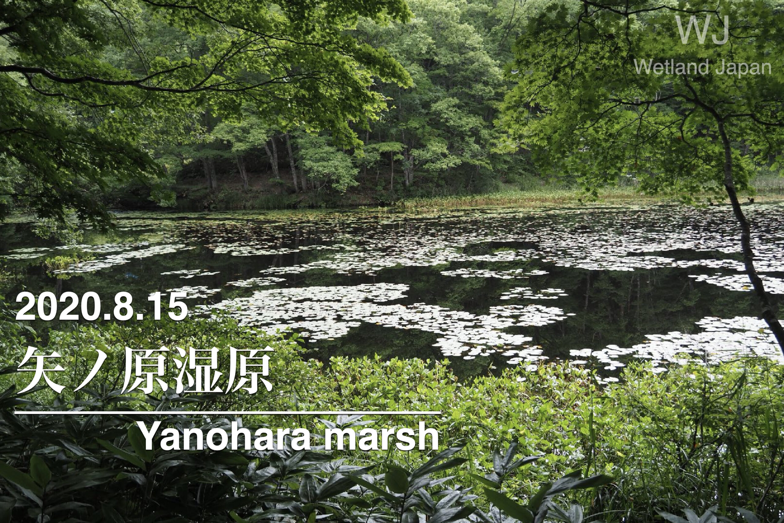 2020.8.15 矢ノ原湿原-長い歴史を持つ湿原-