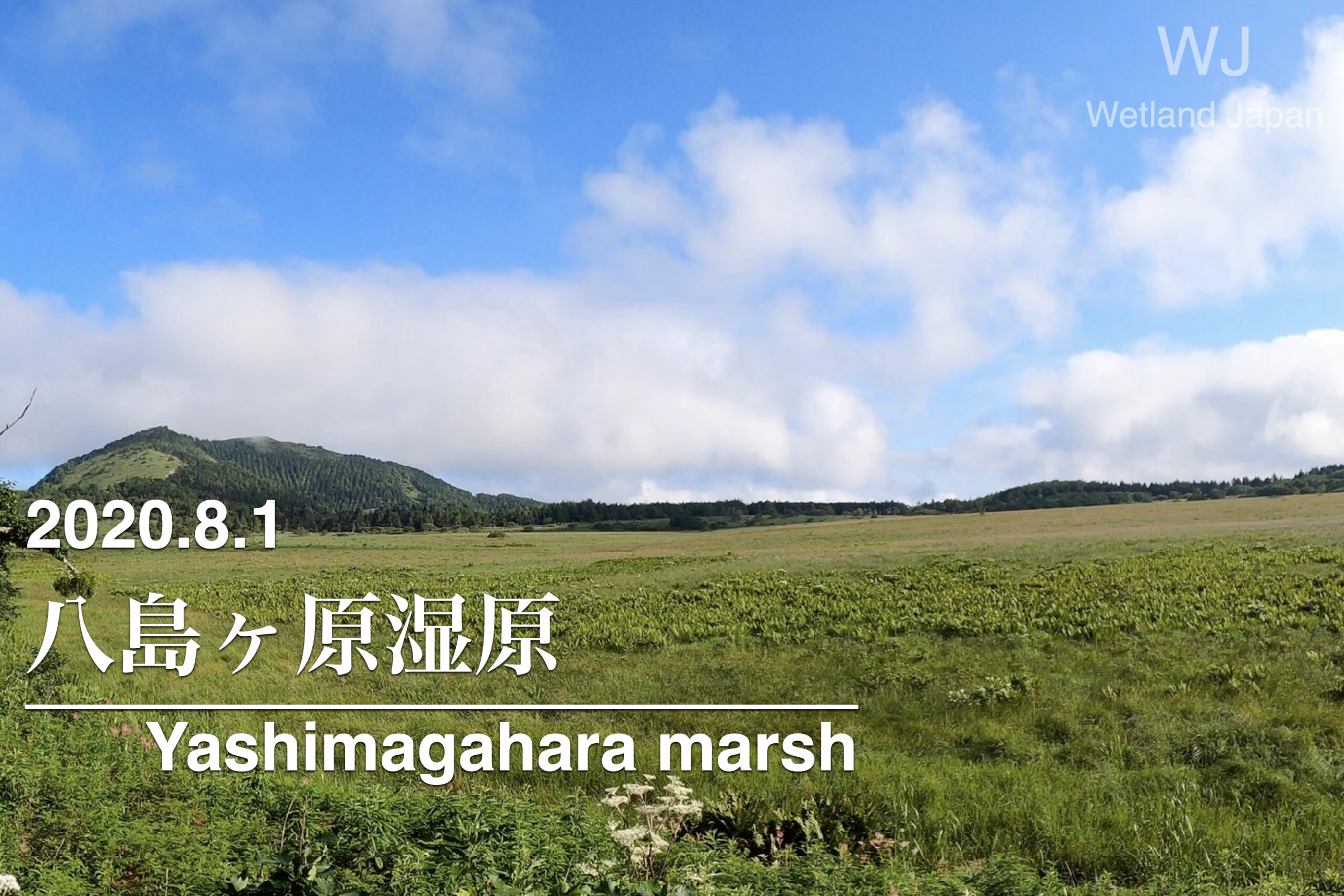 2020.8.1 八島ヶ原湿原-盛夏の湿原植物たち-