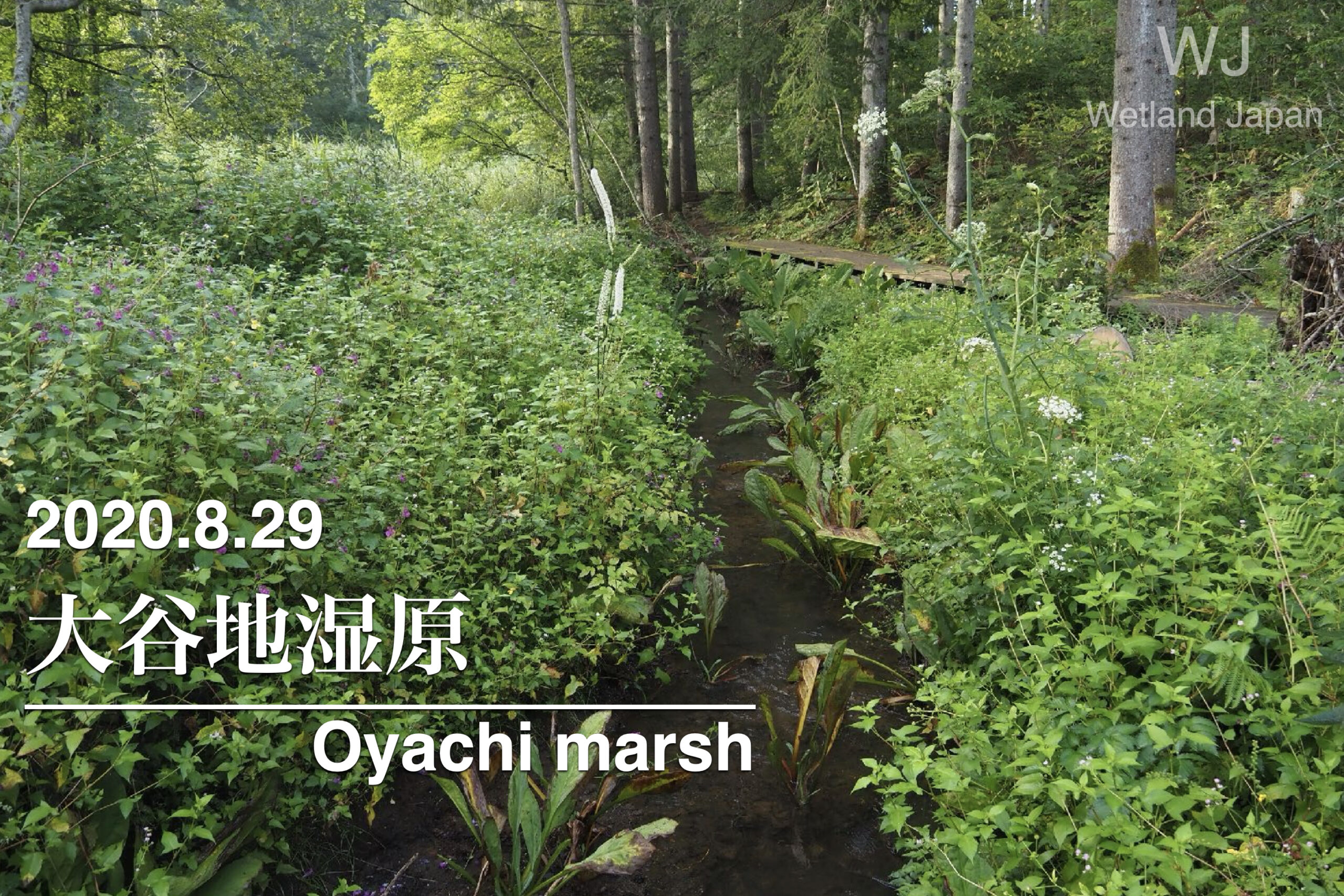 2020.8.29 大谷地湿原-飯綱高原の小湿地-