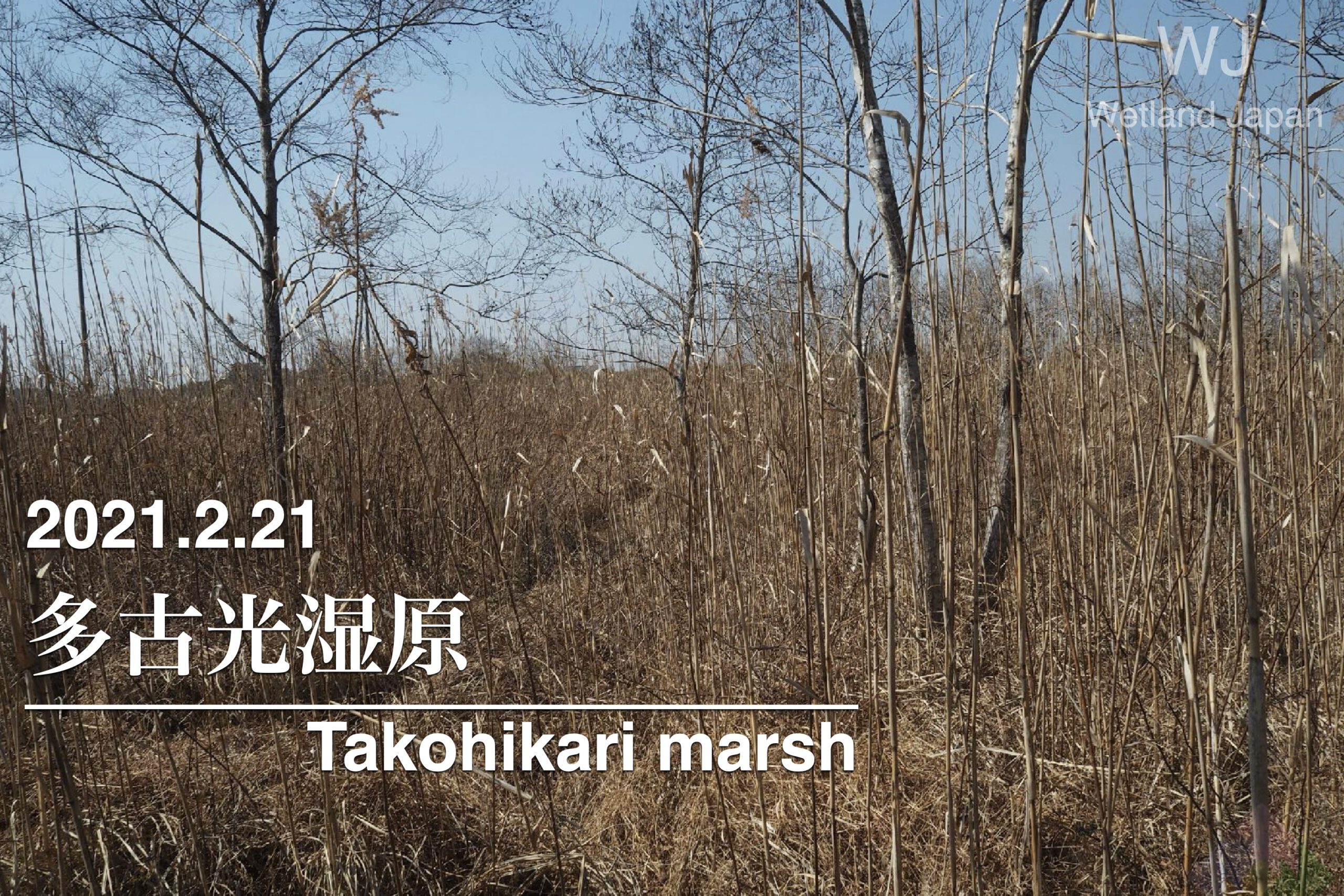 2021.2.21 多古光湿原-千葉県有数の湿原-
