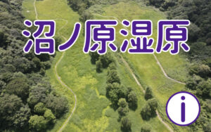 斑尾高原 沼ノ原湿原に行ってみよう!