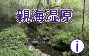 親海湿原に行ってみよう!