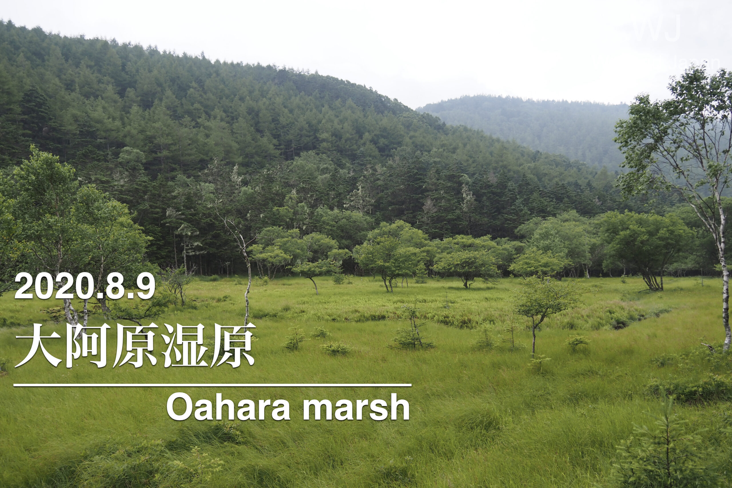 2020.8.9 大阿原湿原-入笠山山麓の湿原-