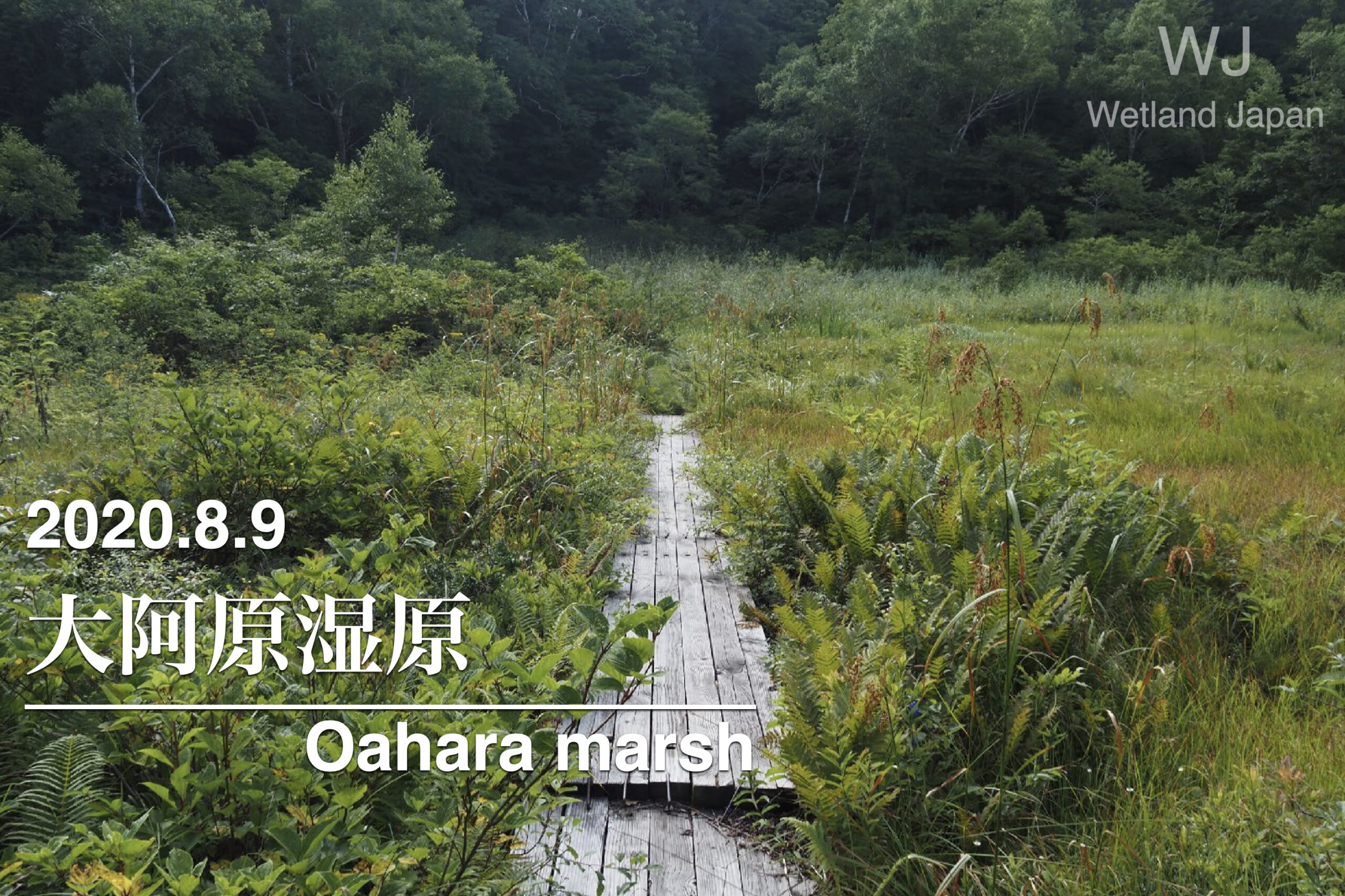 2020.8.9 大阿原湿原-入笠山山麓の湿原-
