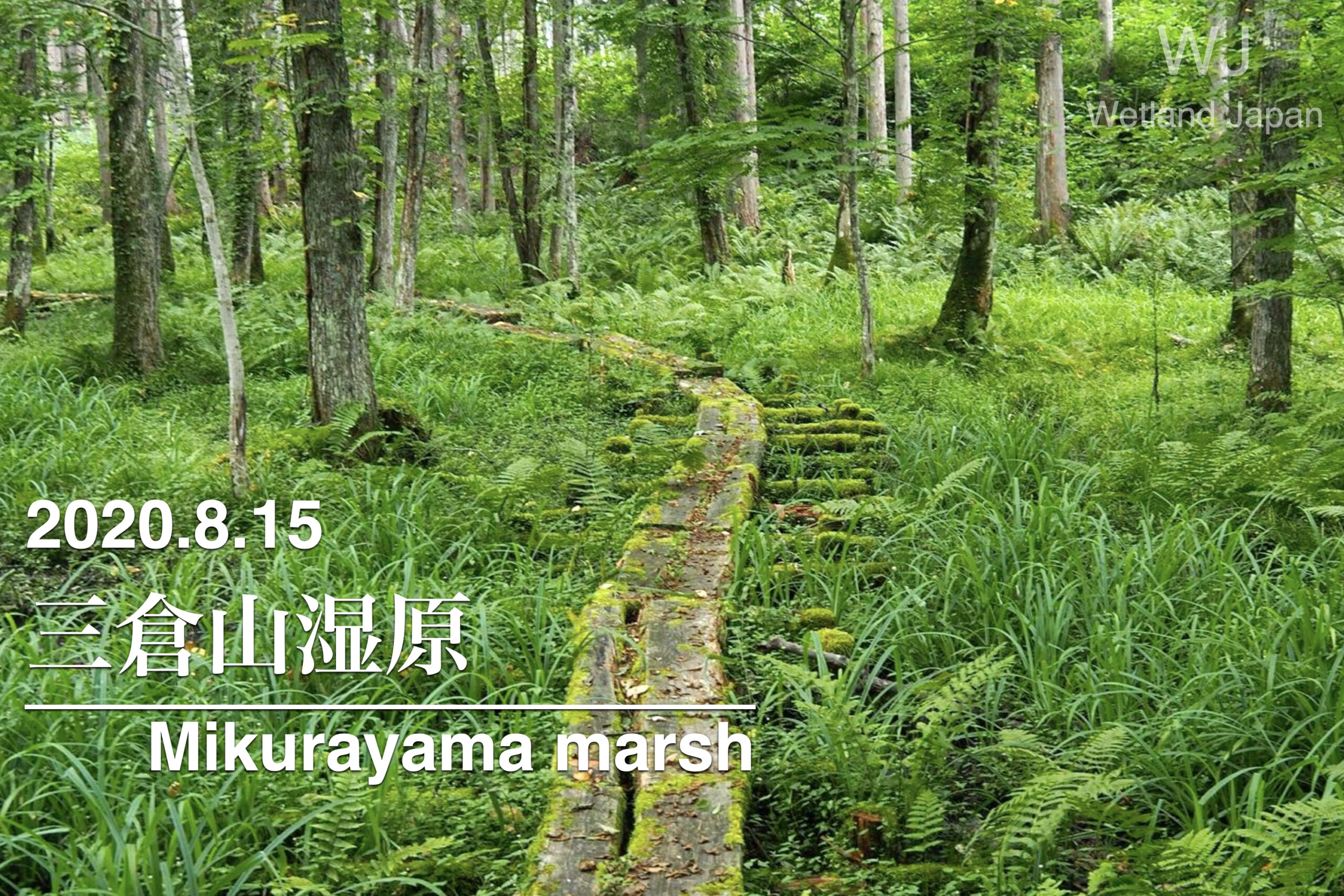 2020.8.15 三倉山湿原-下郷の小湿原-