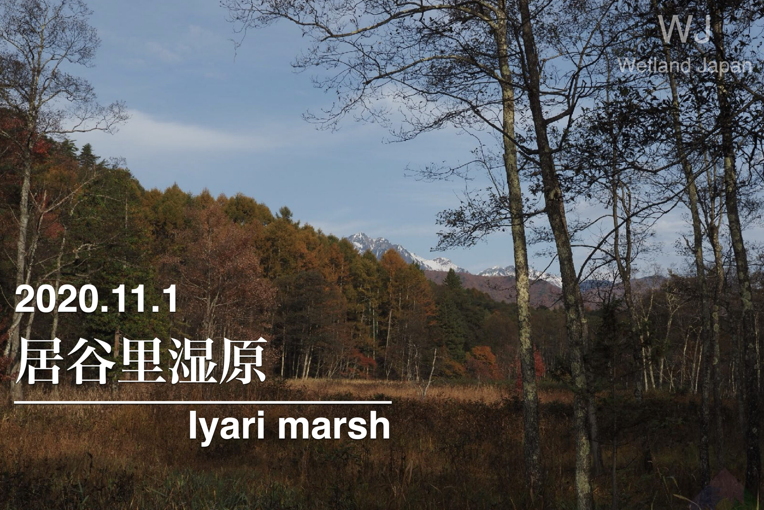 2020.11.1 居谷里湿原-美しい紅葉-