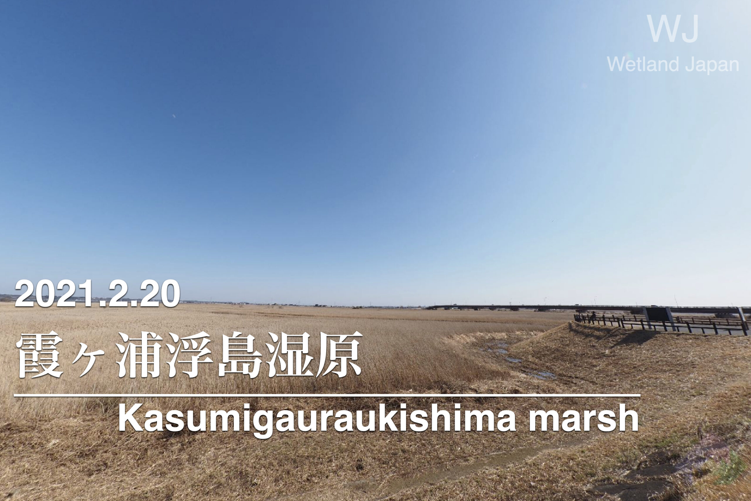 2021.2.20 霞ヶ浦浮島湿原-ハイイロチュウヒが訪れる野鳥の聖地-