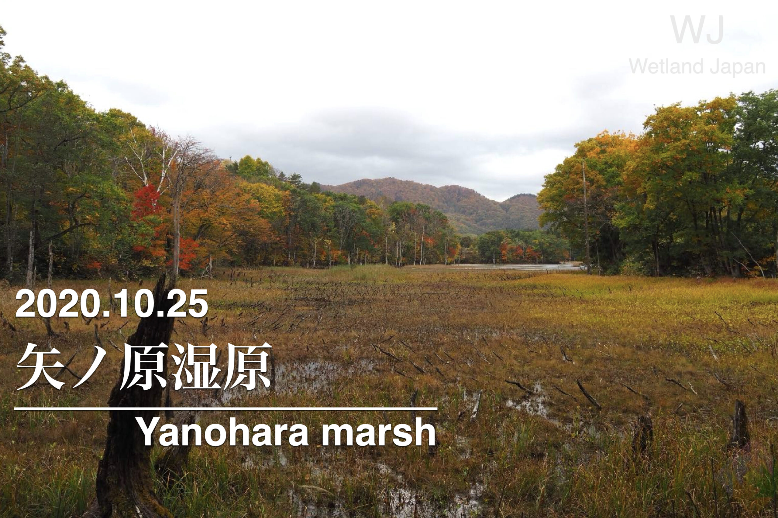 2020.10.25 矢ノ原湿原-カラフルに彩られた古湿原-