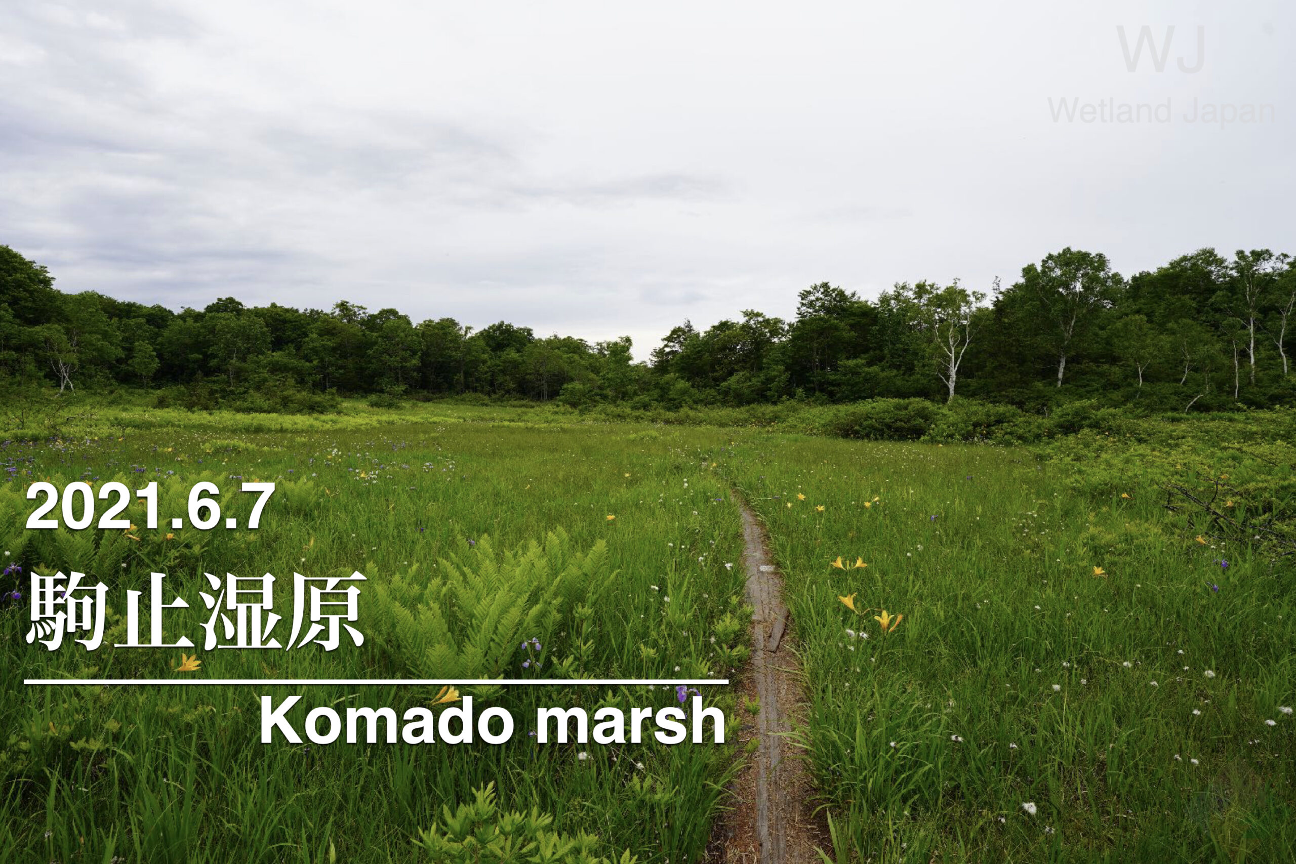 2021.6.7 駒止湿原 大谷地-国指定の天然記念物を訪問する-