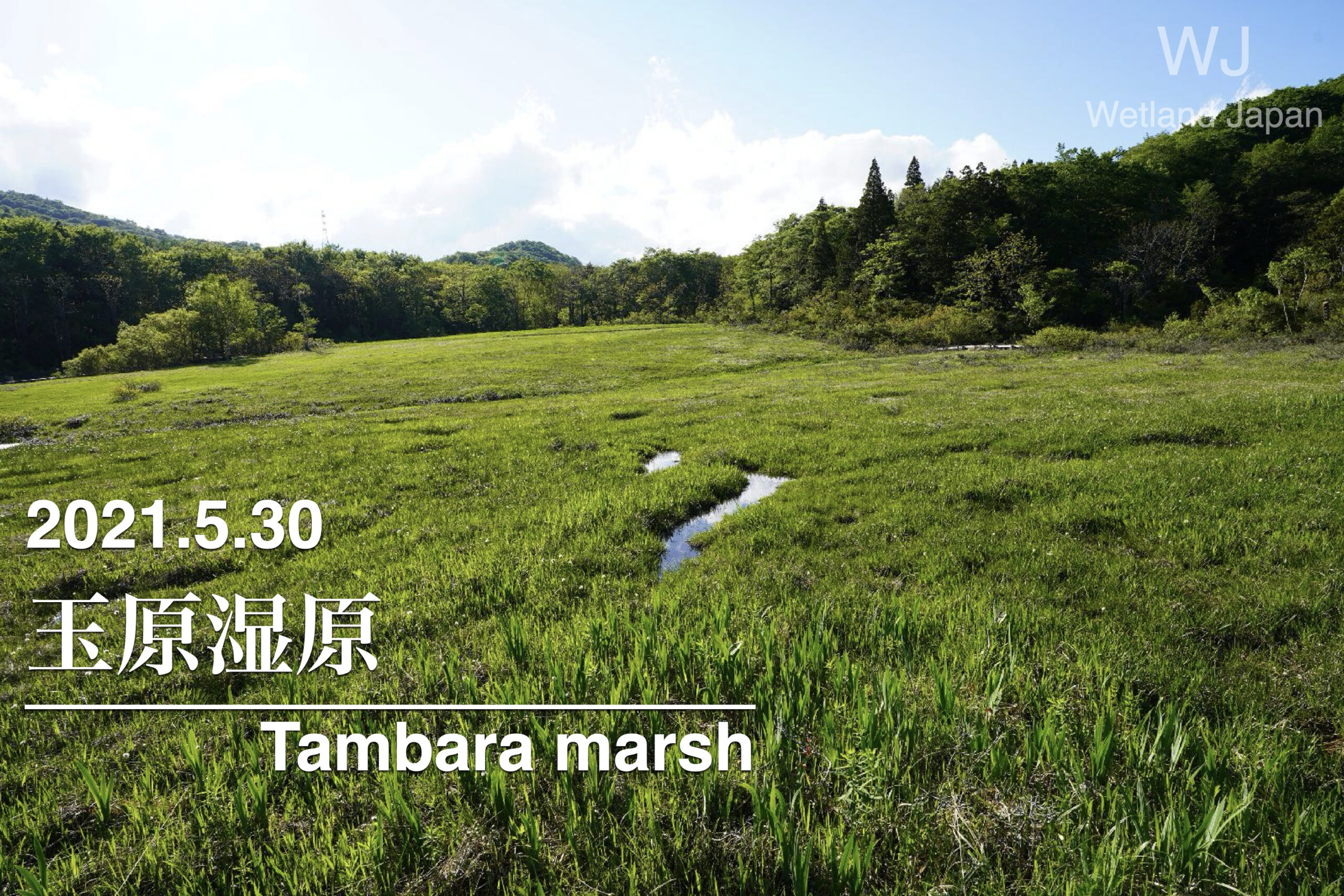 2021.5.30 玉原湿原-武尊山麓の広大な湿原-