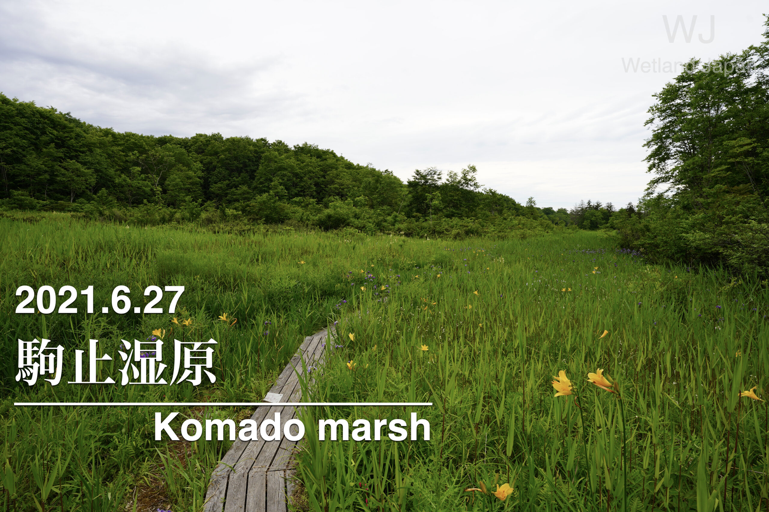 2021.6.27 駒止湿原 大谷地・白樺谷地・水無谷地 -天然記念物の3湿原へ再訪しました-