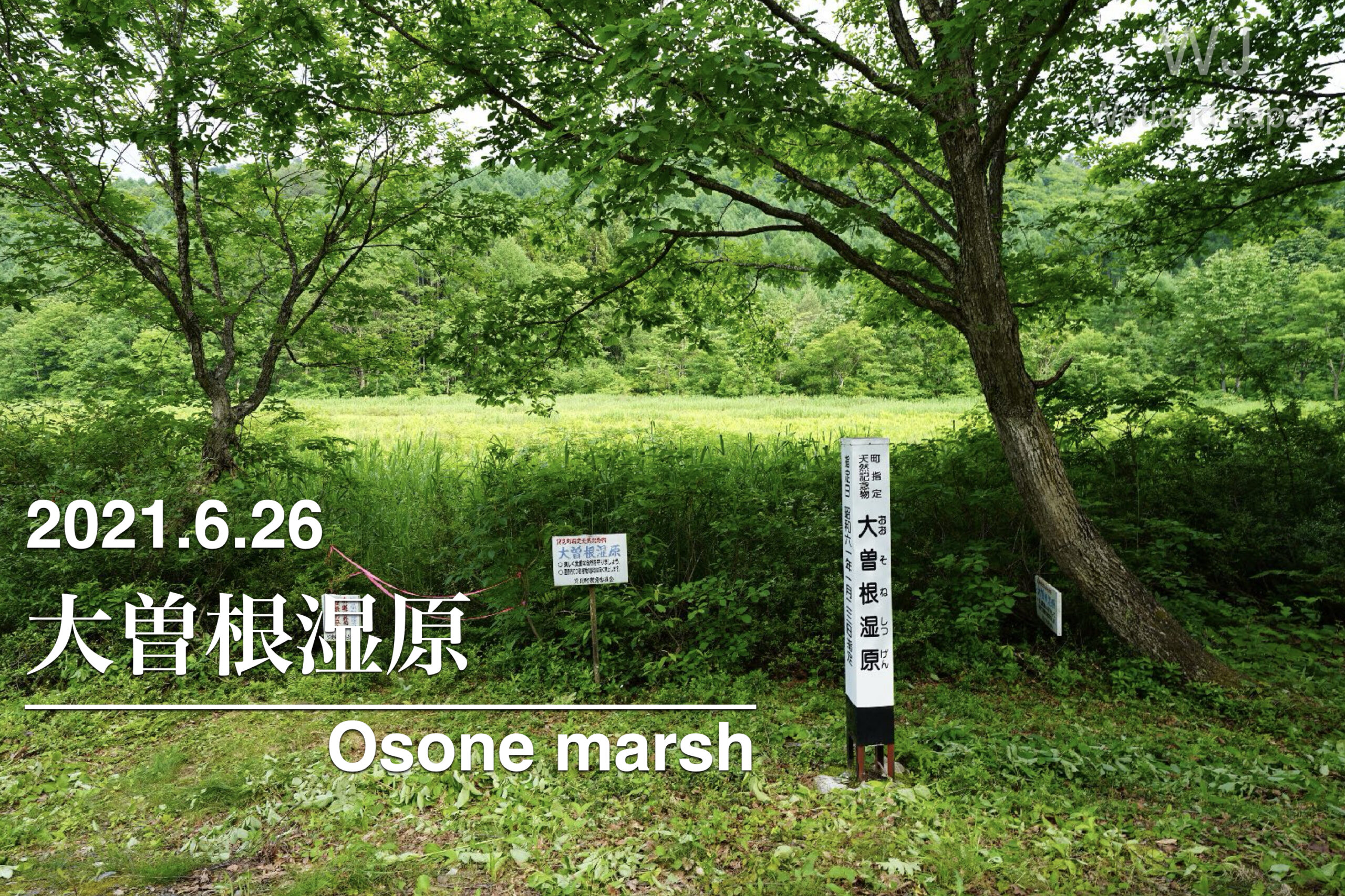 2021.6.26 大曽根湿原-南会津の秘境湿原
