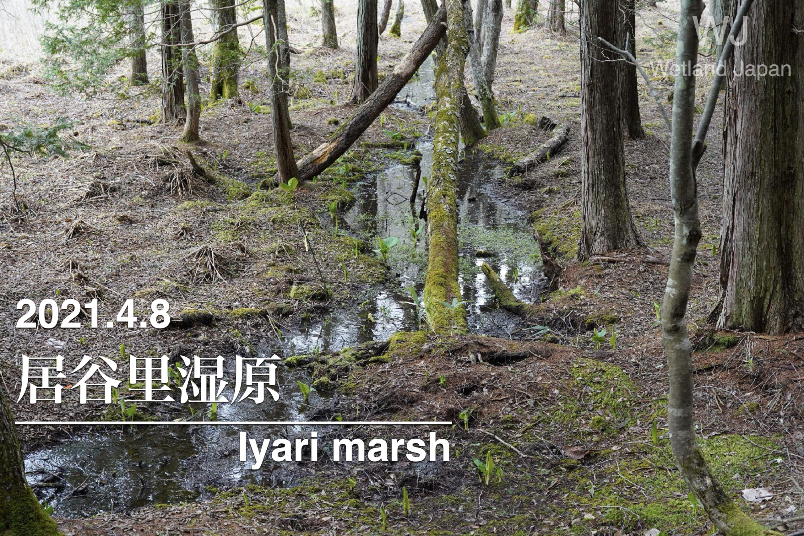 2021.4.18 居谷里湿原-芽吹きの季節-