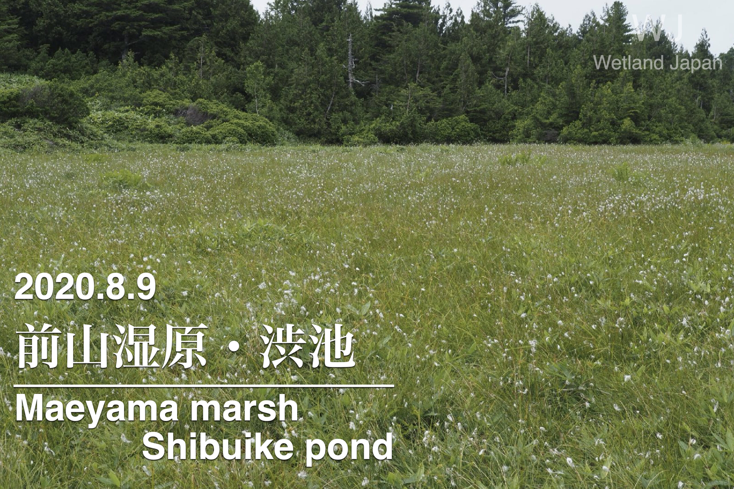 2020.8.9 前山湿原・渋池-お手軽な山頂湿原-