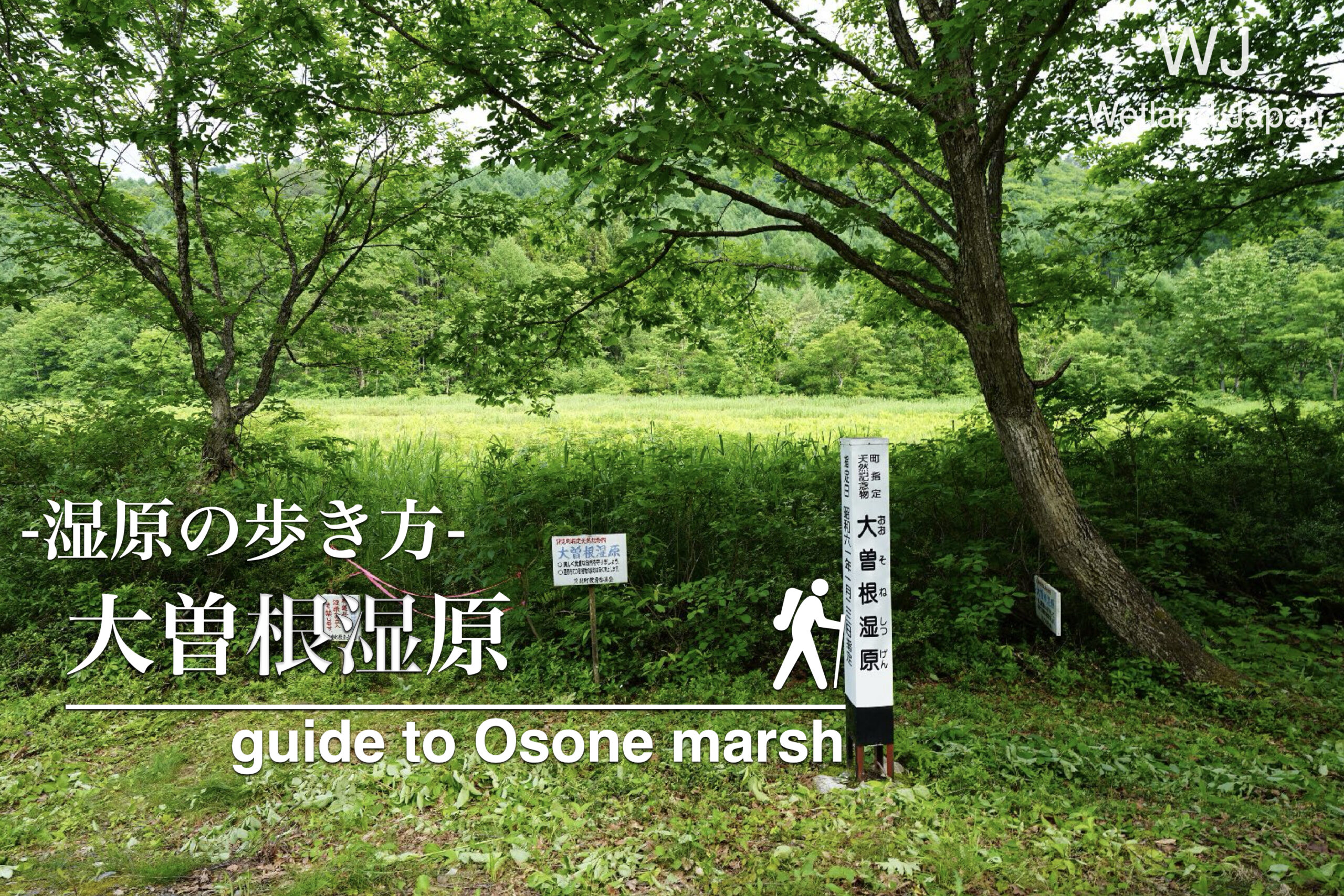 大曽根湿原に行ってみよう!