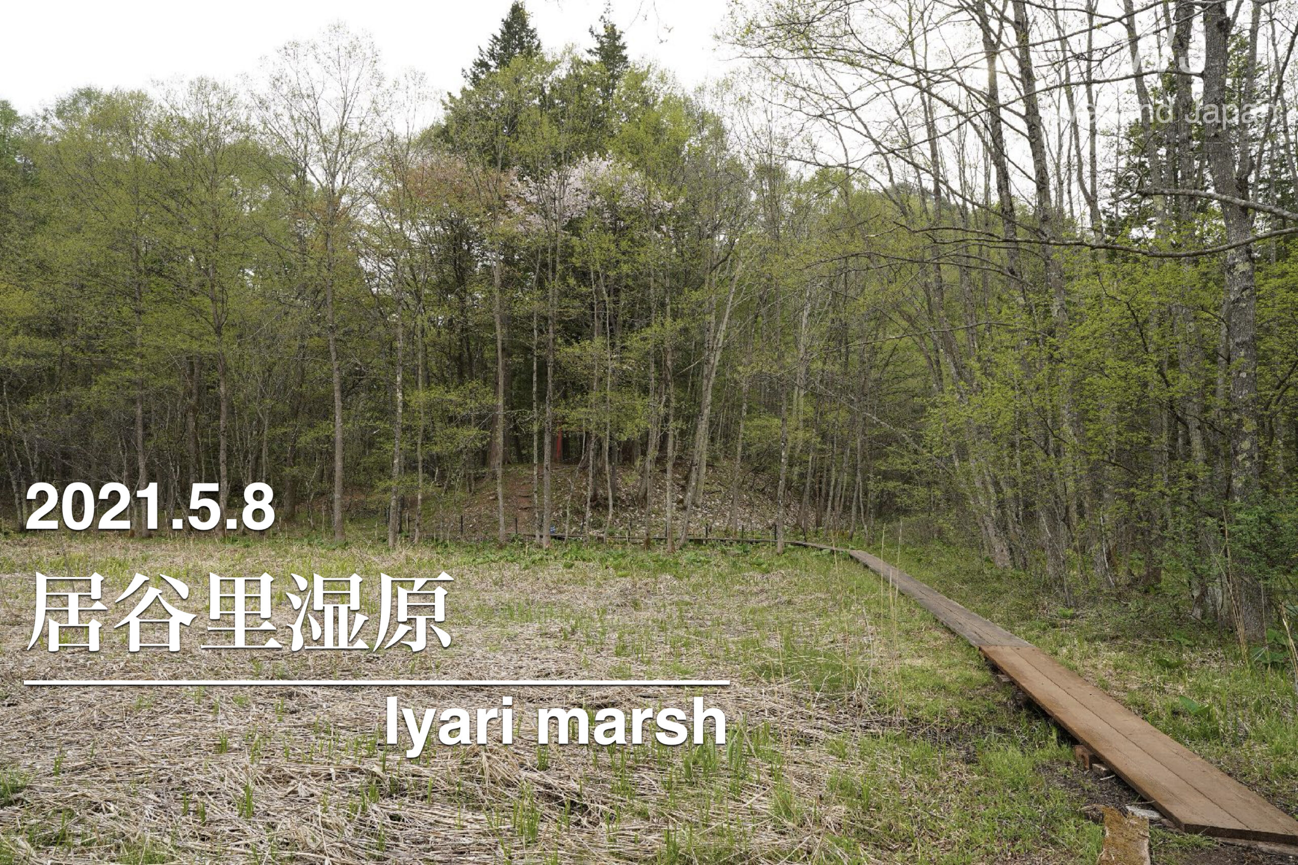 2021.5.8 居谷里湿原-芽吹きの季節その2-