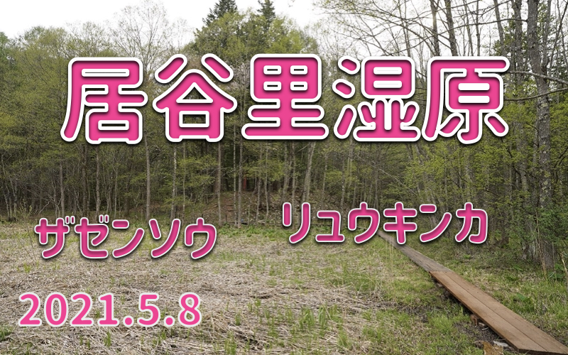 2021.5.8 居谷里湿原-芽吹きの季節その2-