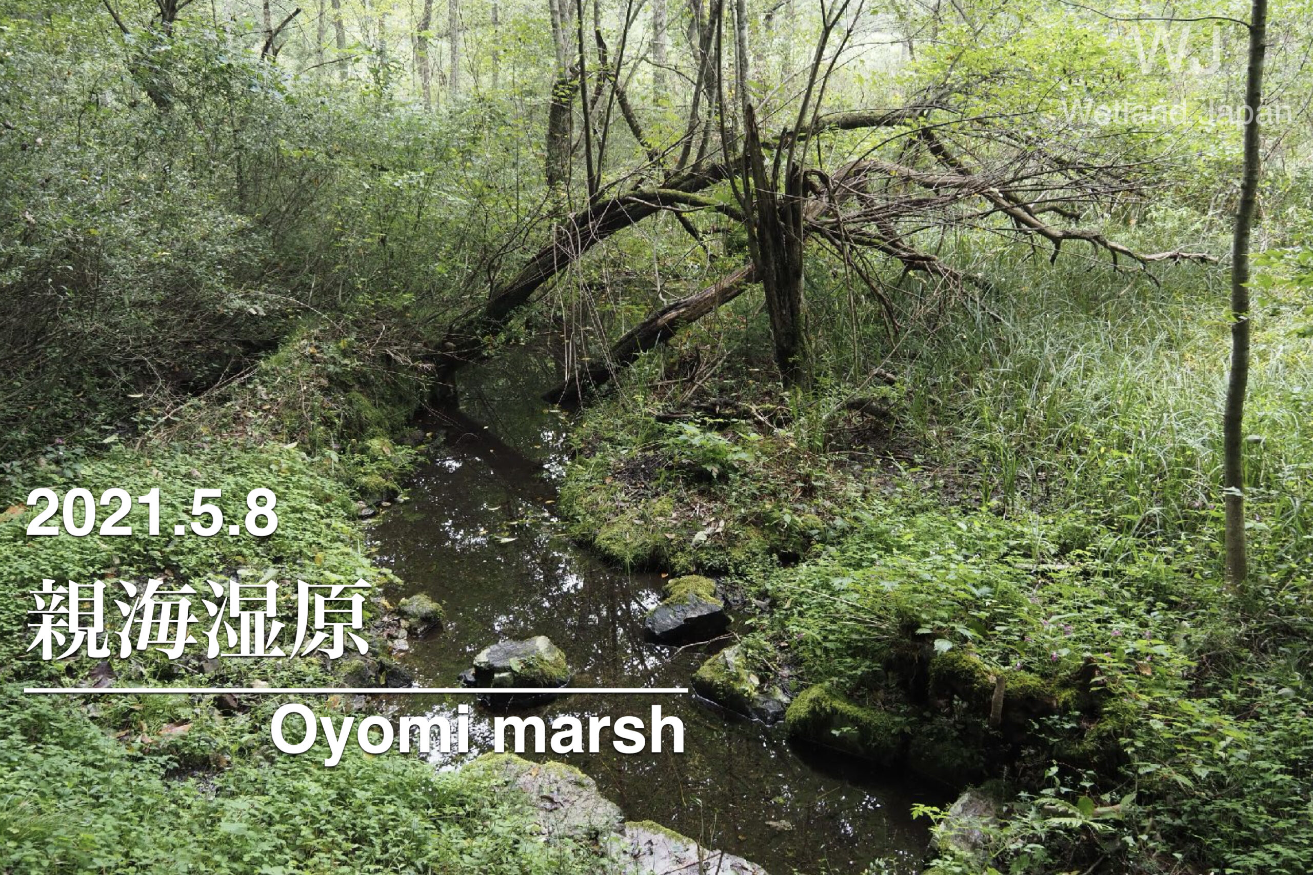 2021.5.8 親海湿原-芽吹きの季節-