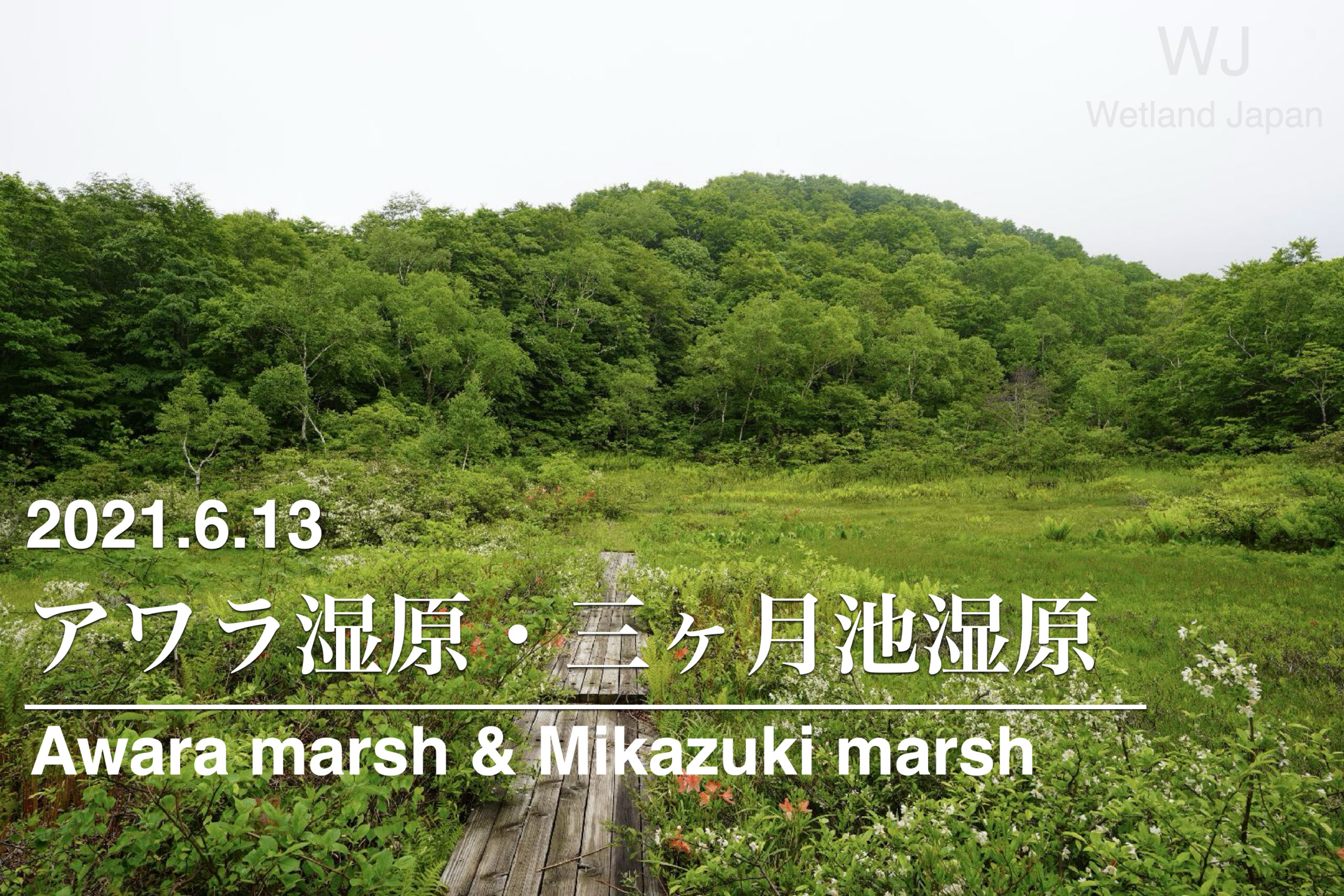 2021.6.13 三ヶ月湿原・アワラ湿原-花盛りの湿原-
