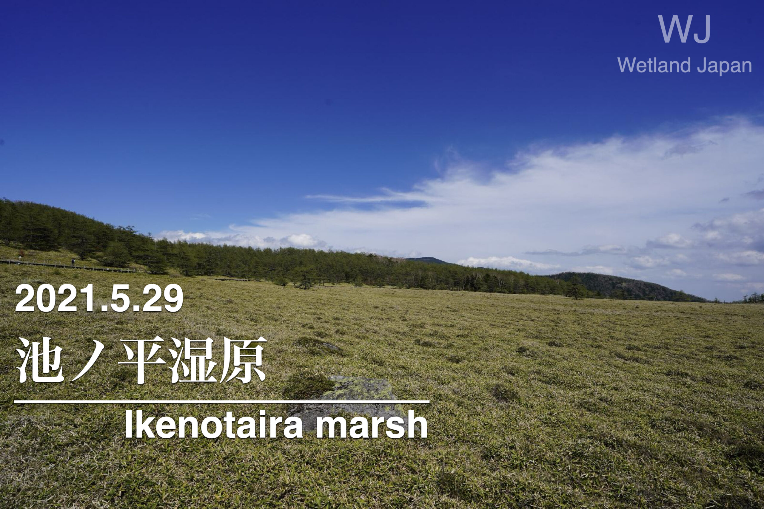 2021.5.29 池ノ平湿原-高山の湿原-