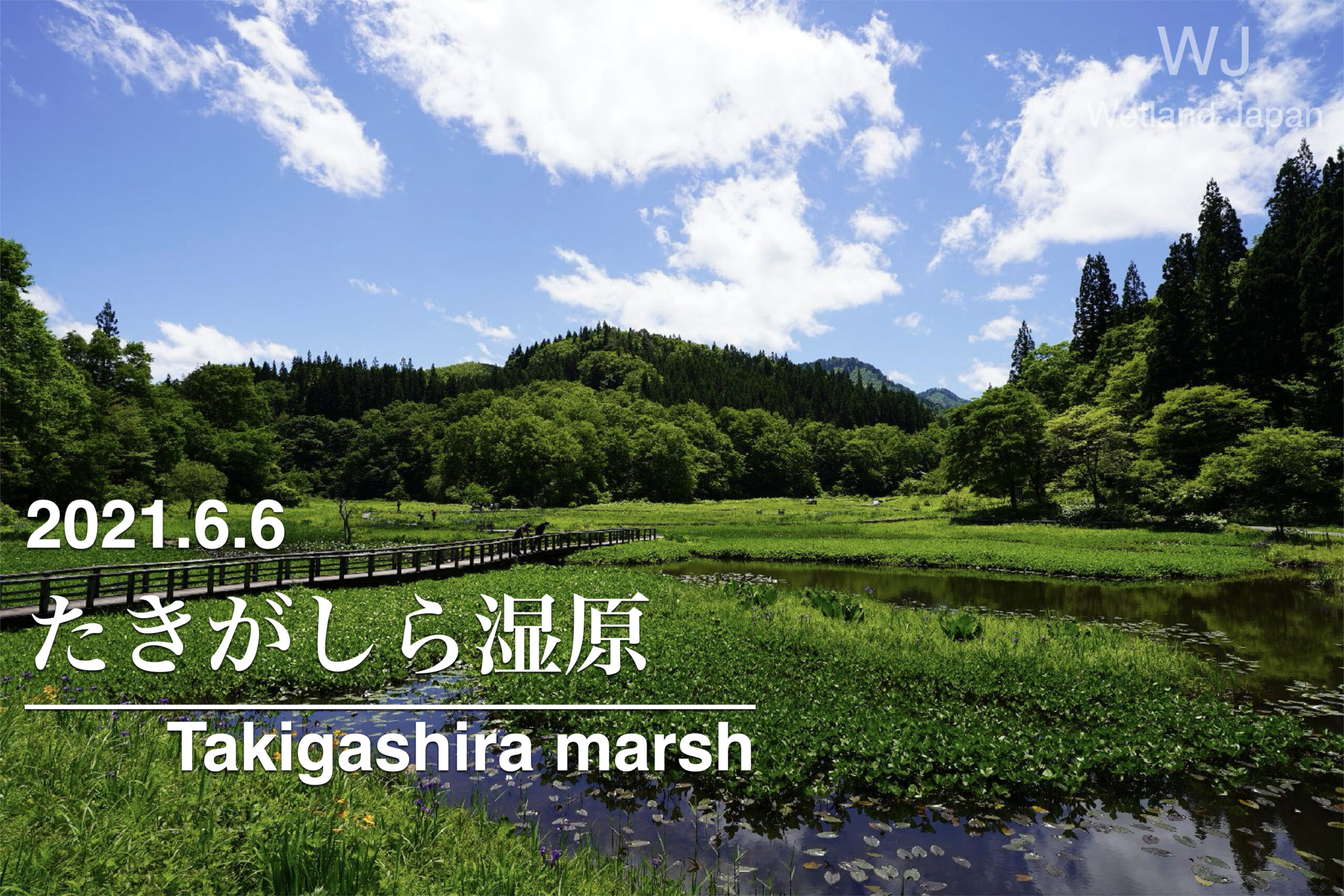 2021.6.6たきがしら湿原-最高の湿原びより-