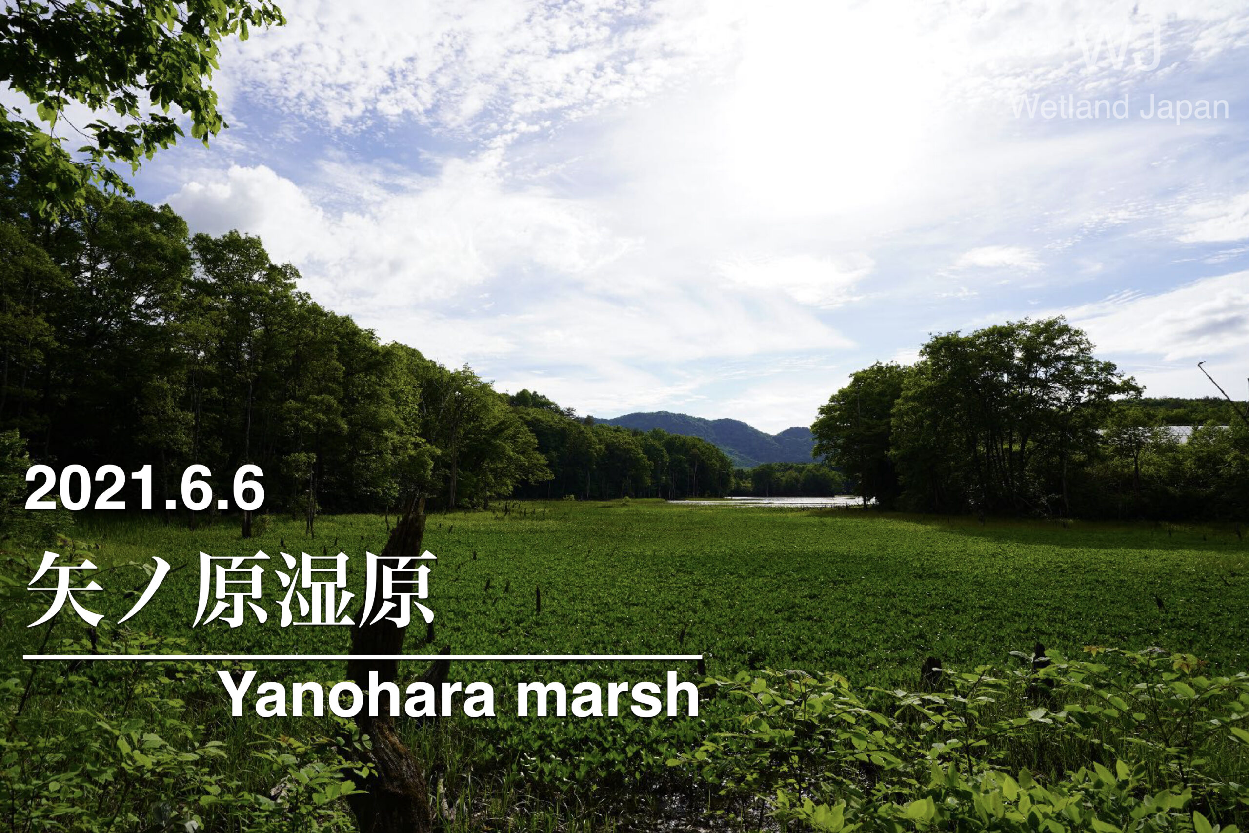 2021.6.6 矢ノ原湿原-豊かな夏を迎える古湿原-