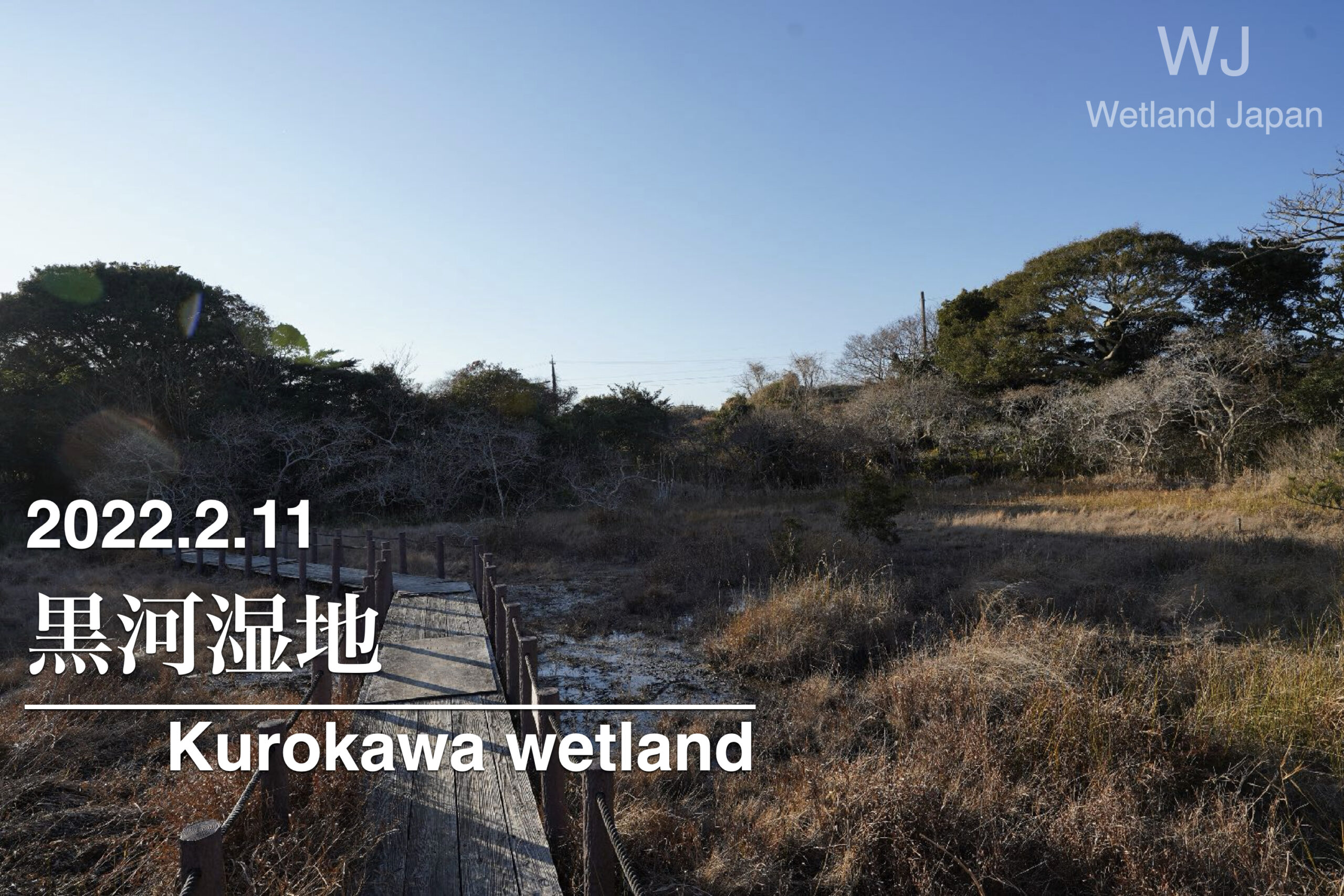 2022.2.11黒河湿地植物群落-春を待つカスミサンショウウオの生息地-