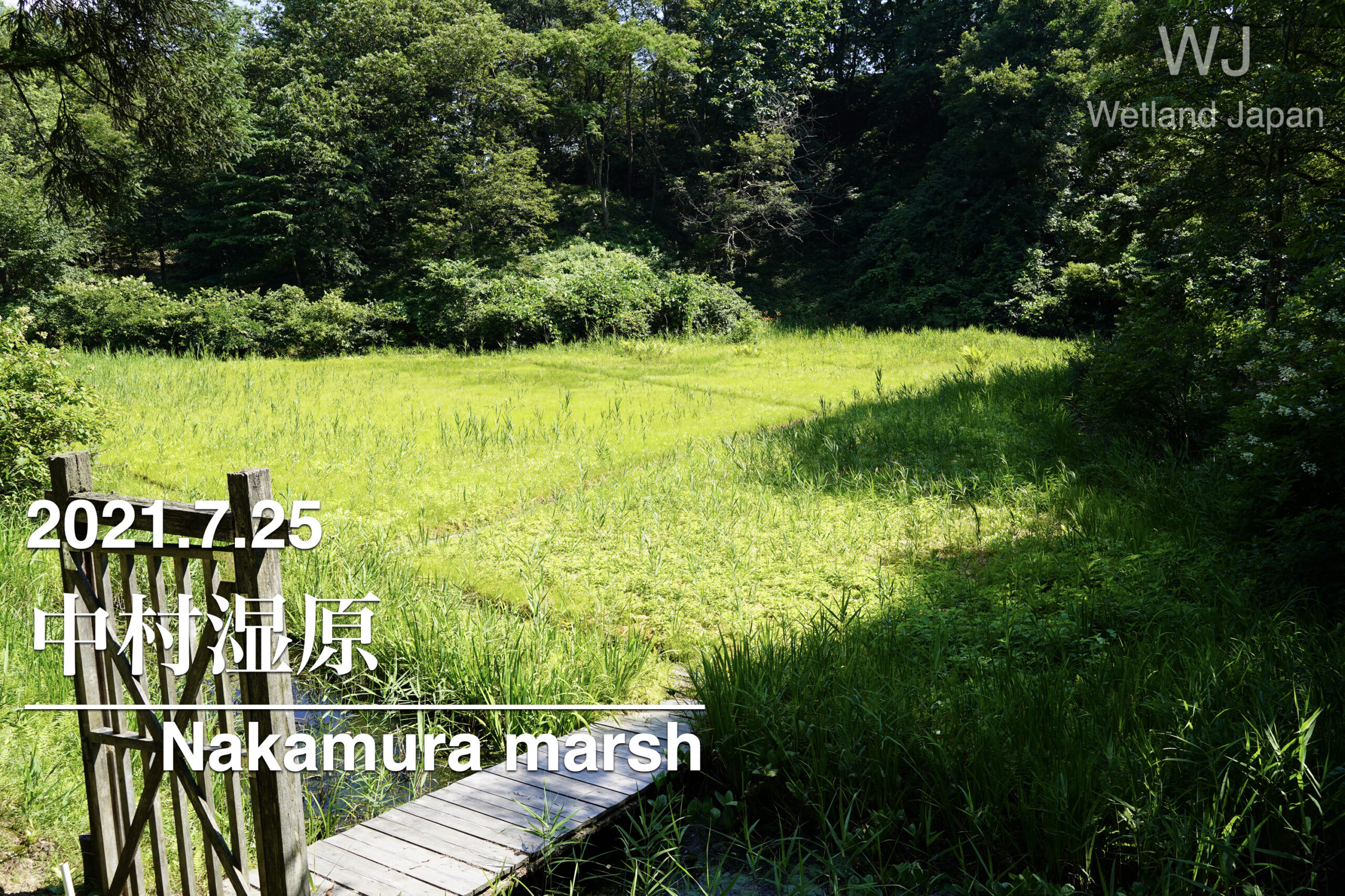 2021.7.25 中村湿原-観察に適した生物の宝庫-