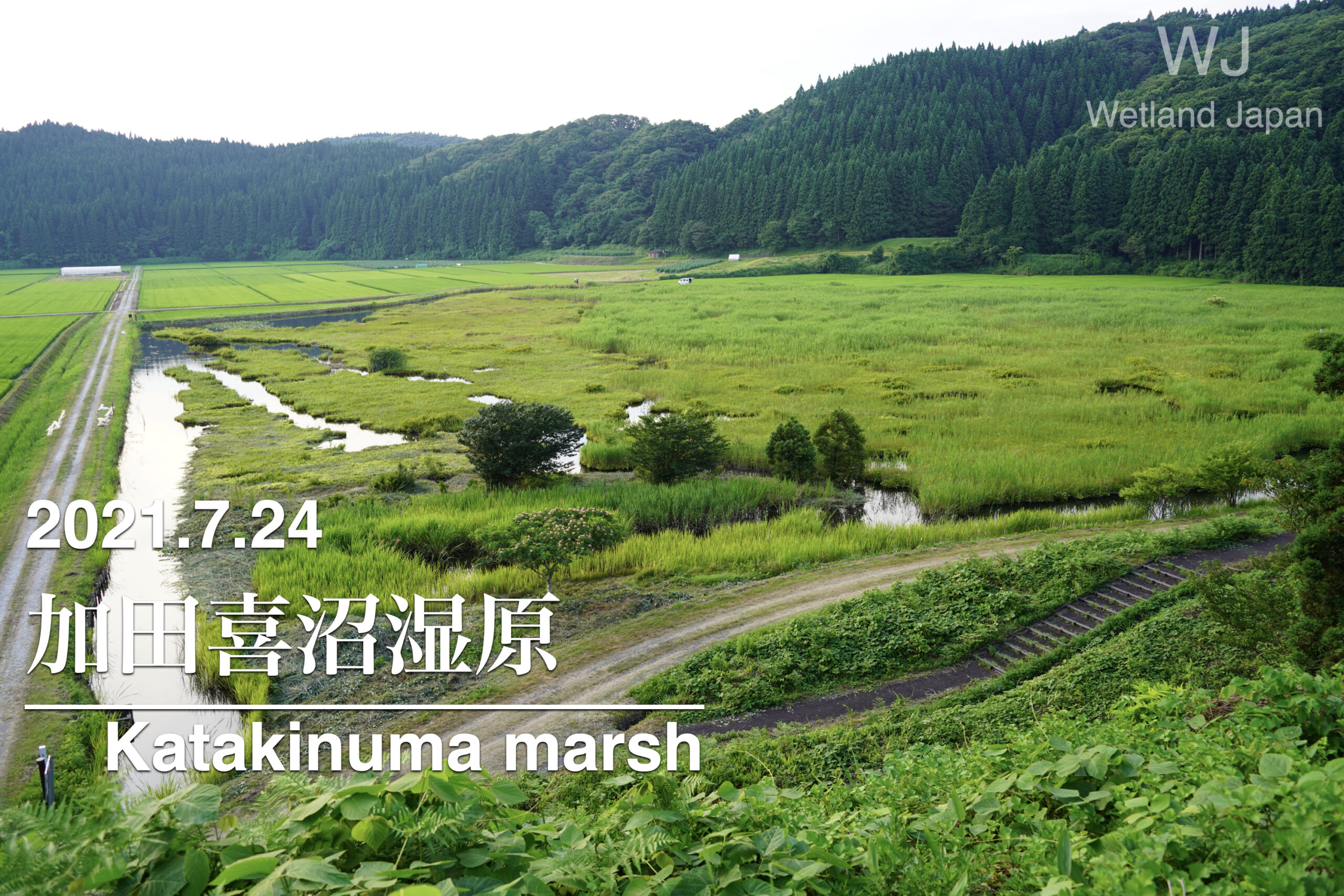 2021.7.24 加田喜沼湿原-貴重な里山の湿原-