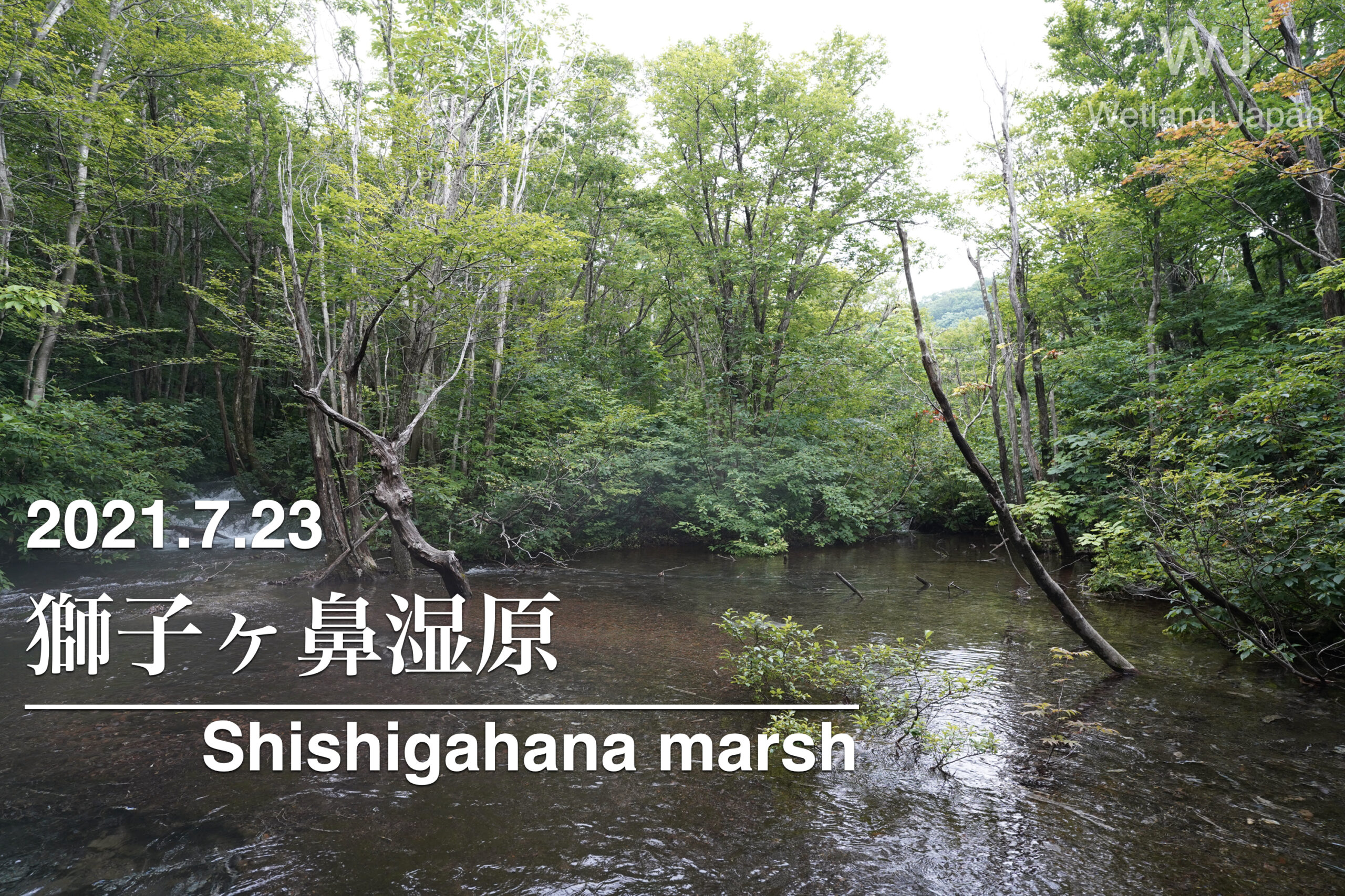 2021.7.23 獅子ヶ鼻湿原-夏でも流水が豊富な湿原-