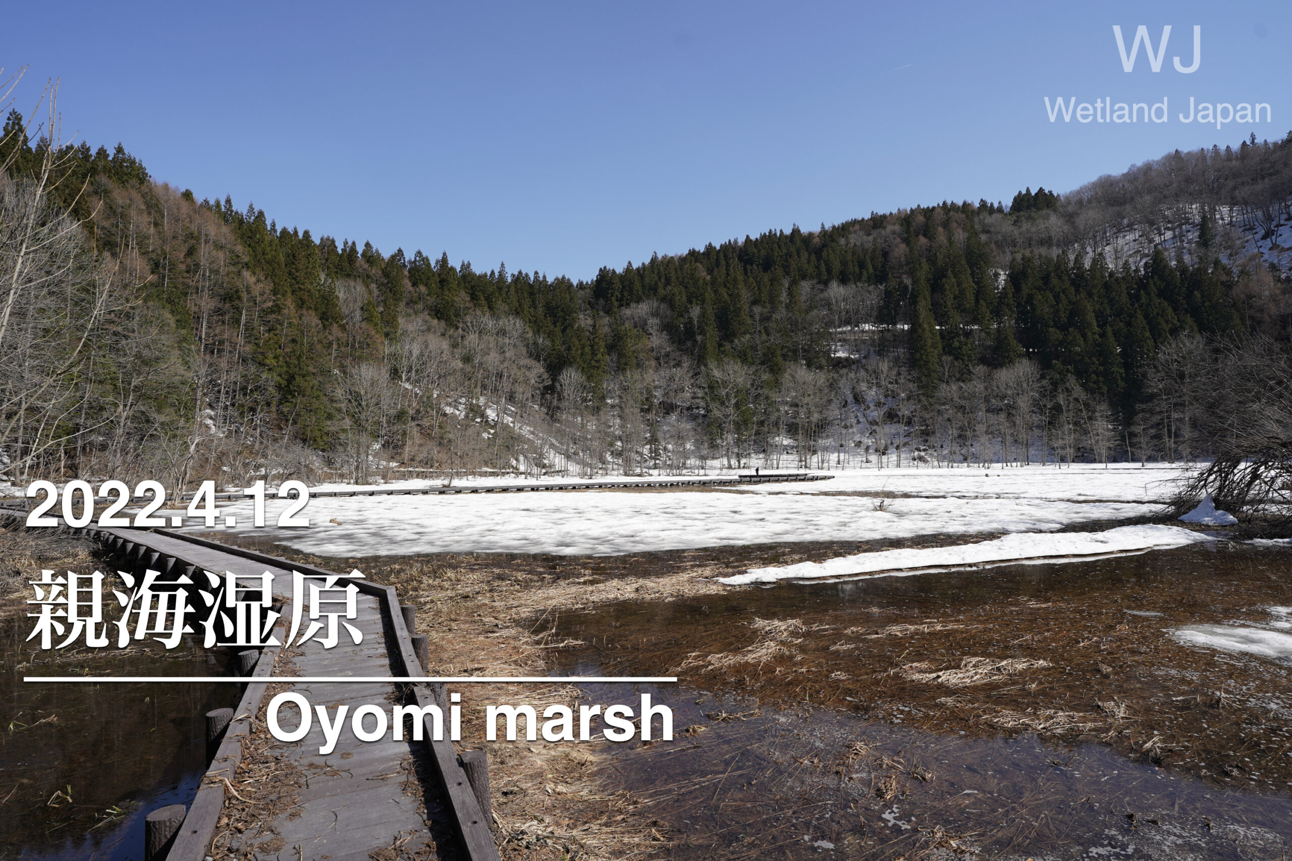 2022.4.12 親海湿原-残雪の湿原-