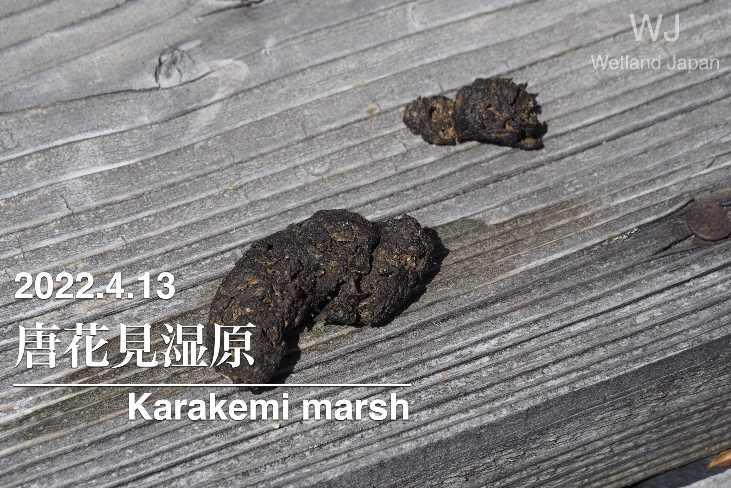 2022.4.13 唐花見湿原-動物たちの痕跡-