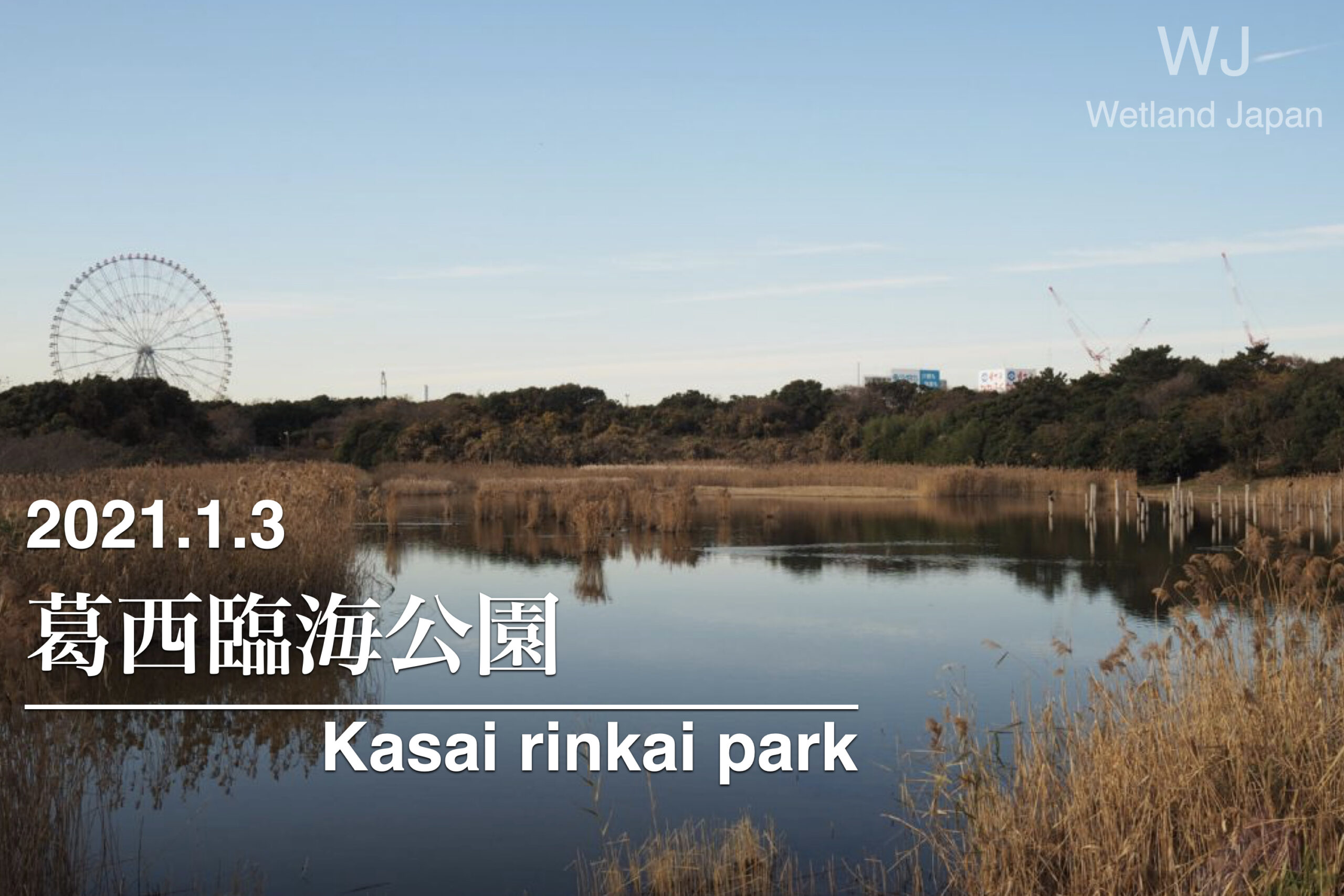 2021.1.3 葛西臨海公園-東京都にある野鳥の楽園-