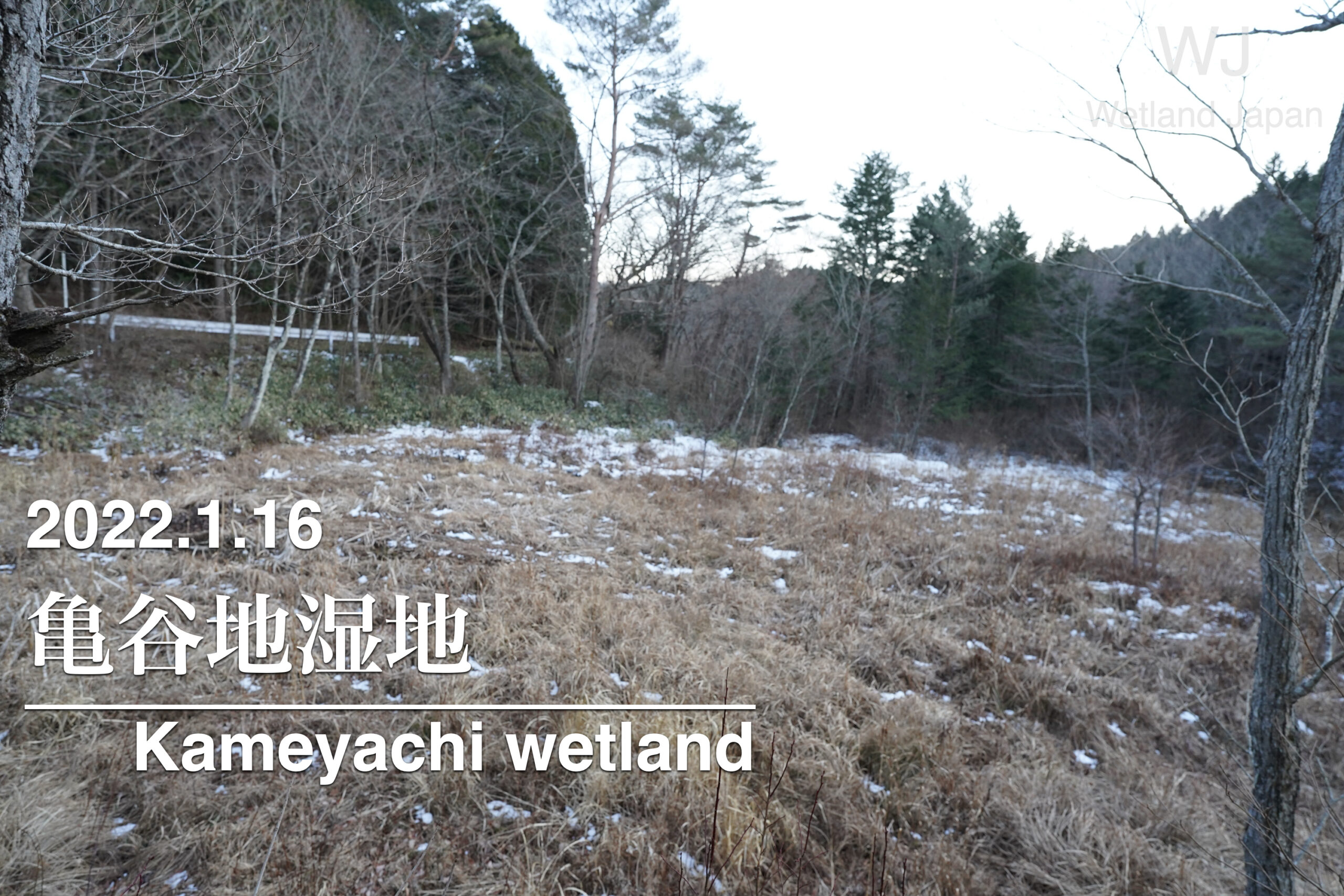2022.1.16 亀谷地湿原-北茨城の小湿原-