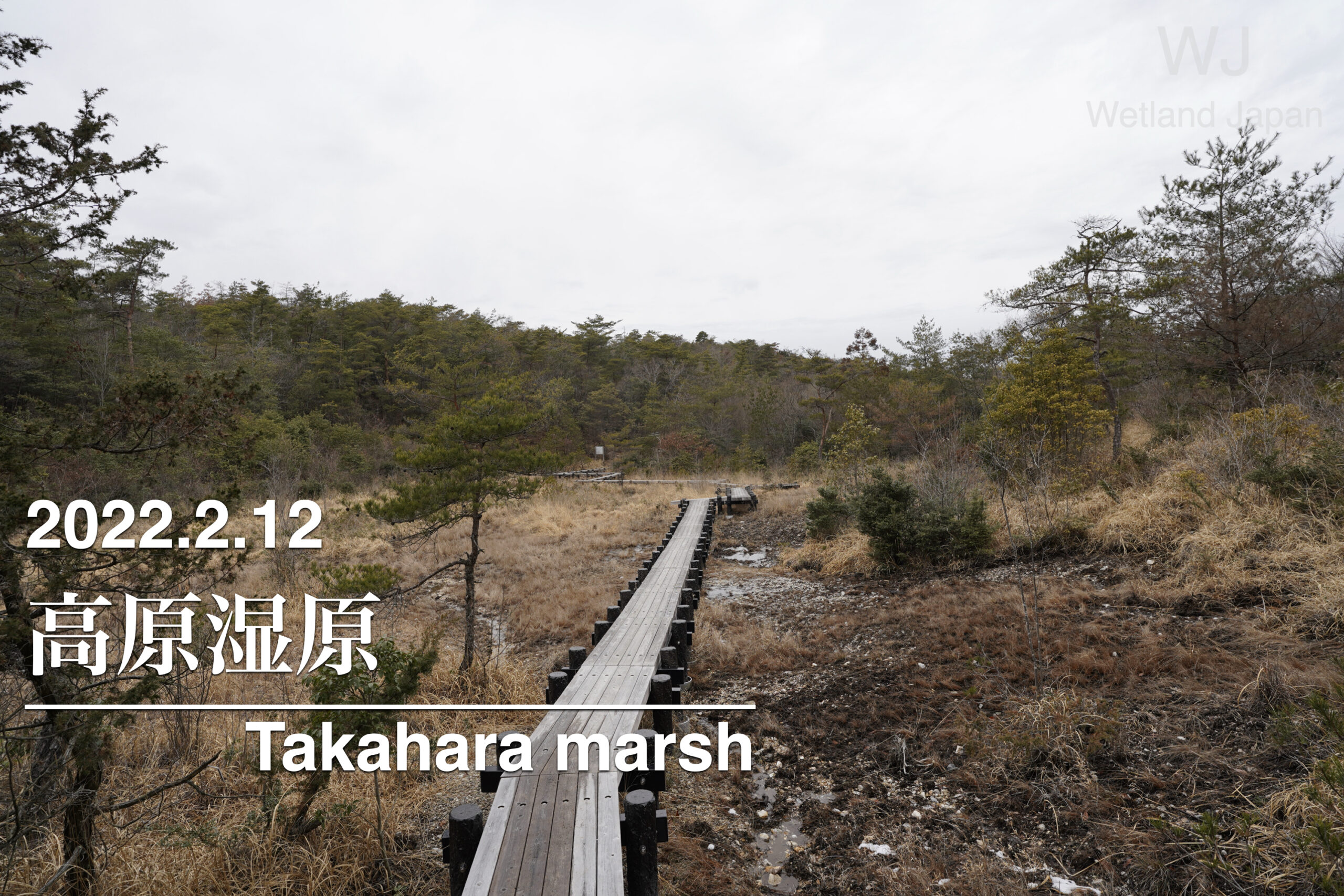 2022.2.12 高原湿原-生物の気配が残る冬の湿原-