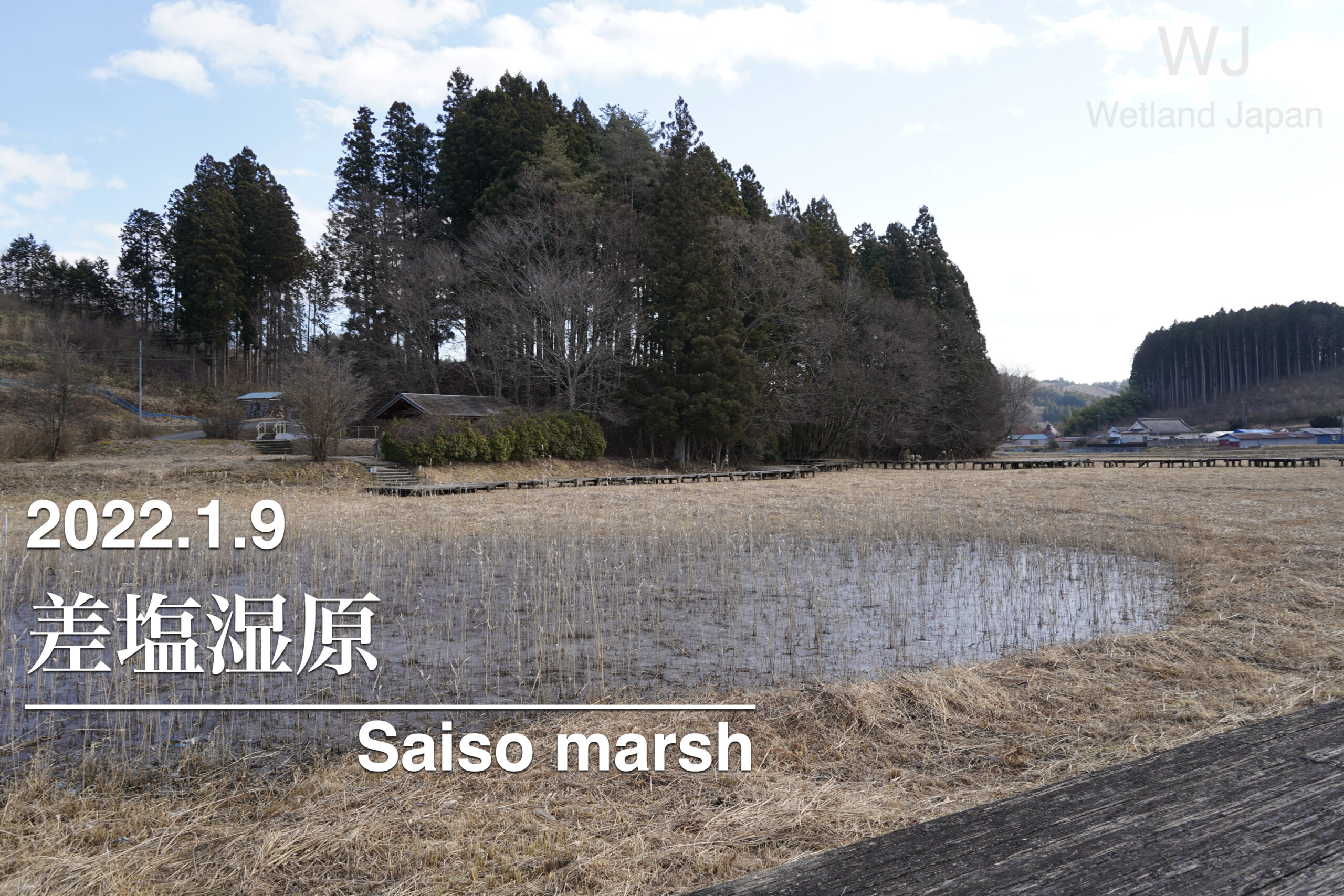 2022.1.9 差塩湿原-ミツガシワの咲く希少な湿原