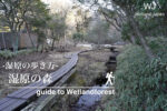 湿原の森に行ってみよう!