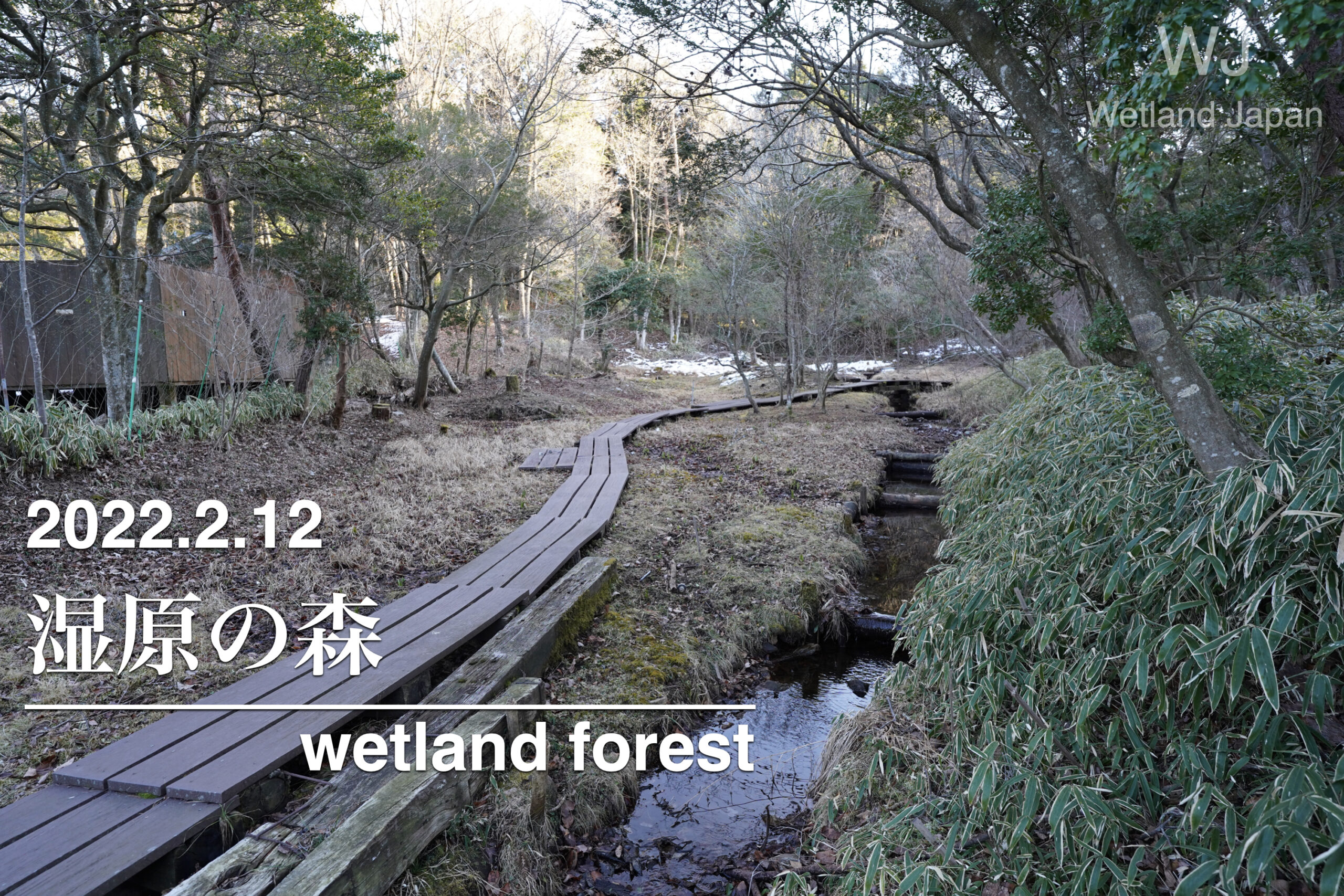 2022.2.12 湿原の森-芽吹きを迎える湿地公園-