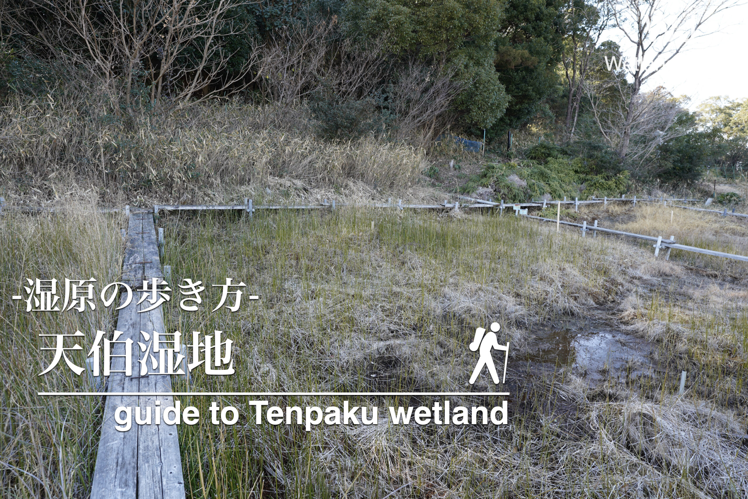 天伯湿地に行ってみよう!