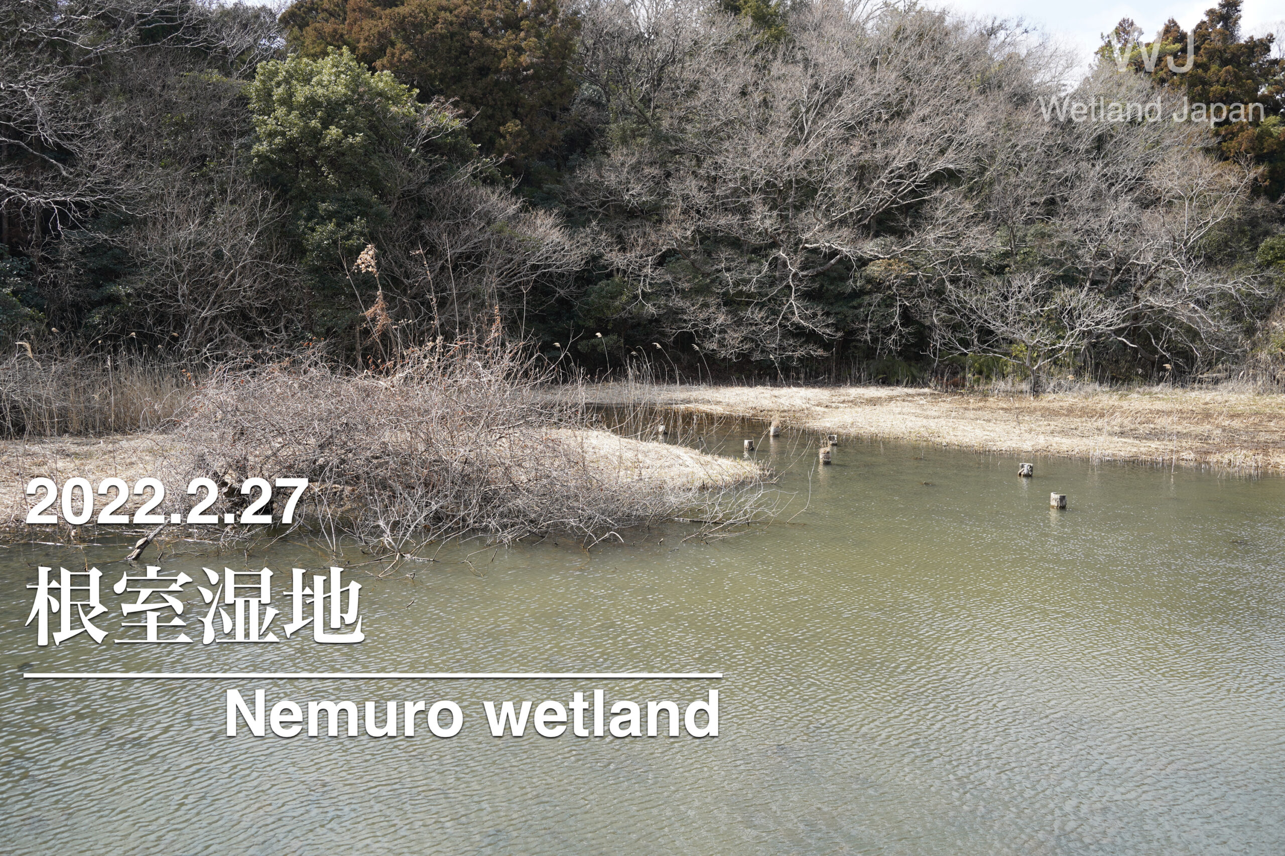 2022.2.27 根川湿地-気軽に楽しめる人工湿地-