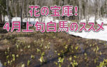 花の宝庫!4月上旬の白馬のススメ