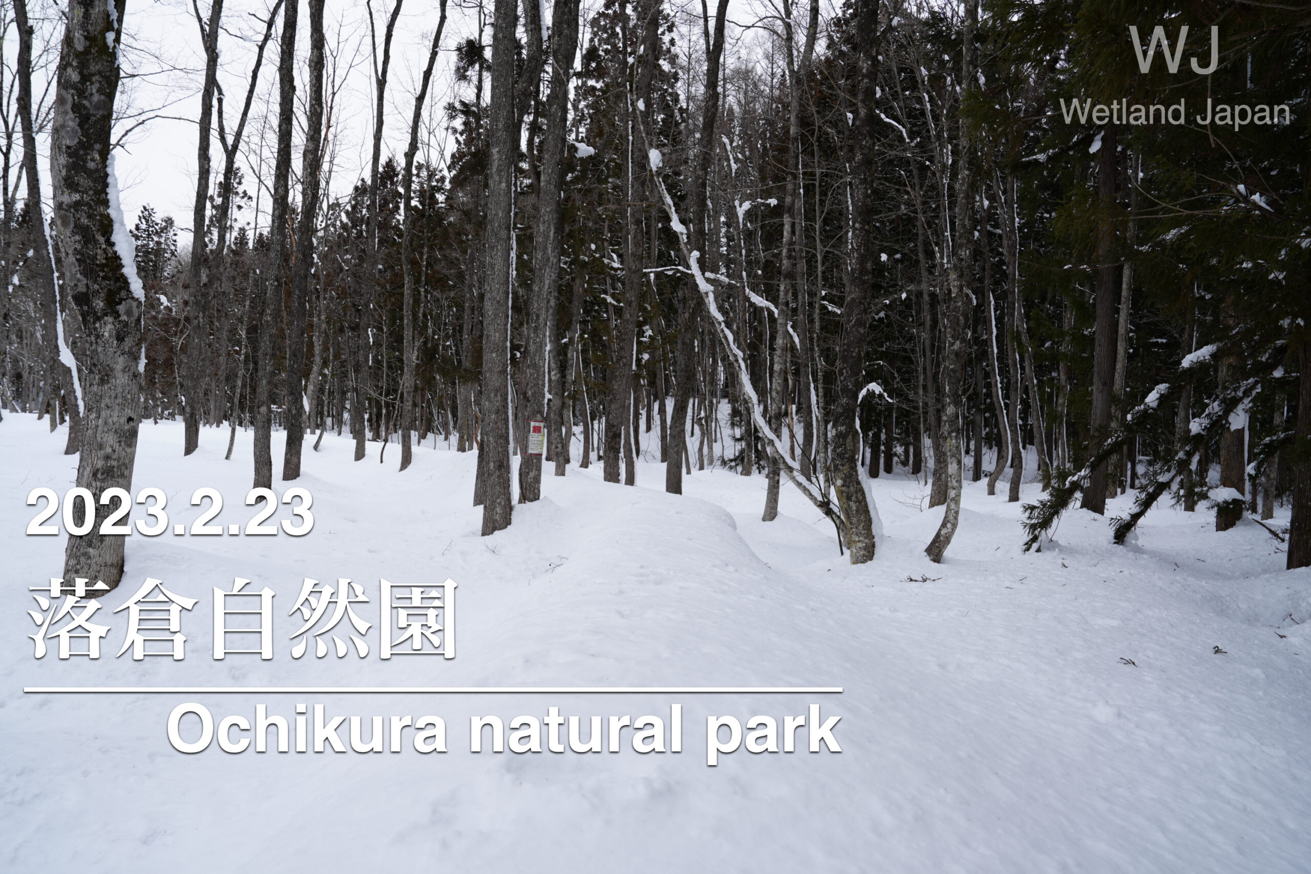 2023.2.23 落倉自然園-腰まで埋まる豪雪-