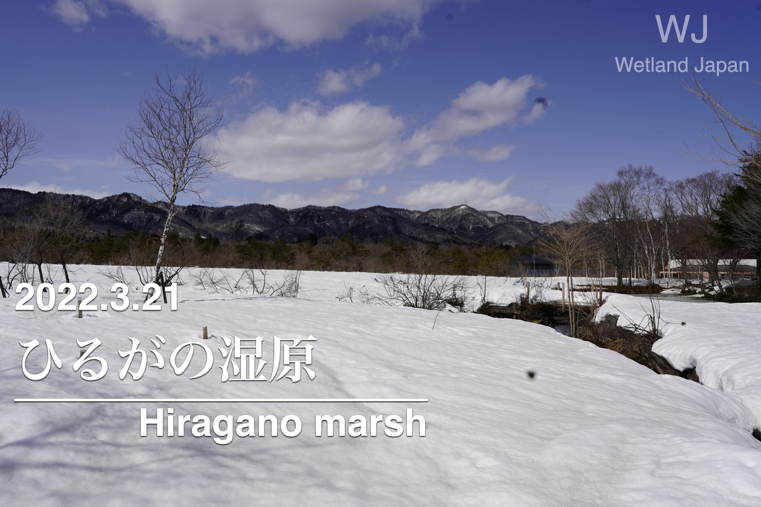 2022.3.21 ひるがの湿原植物群落 雪上の探索