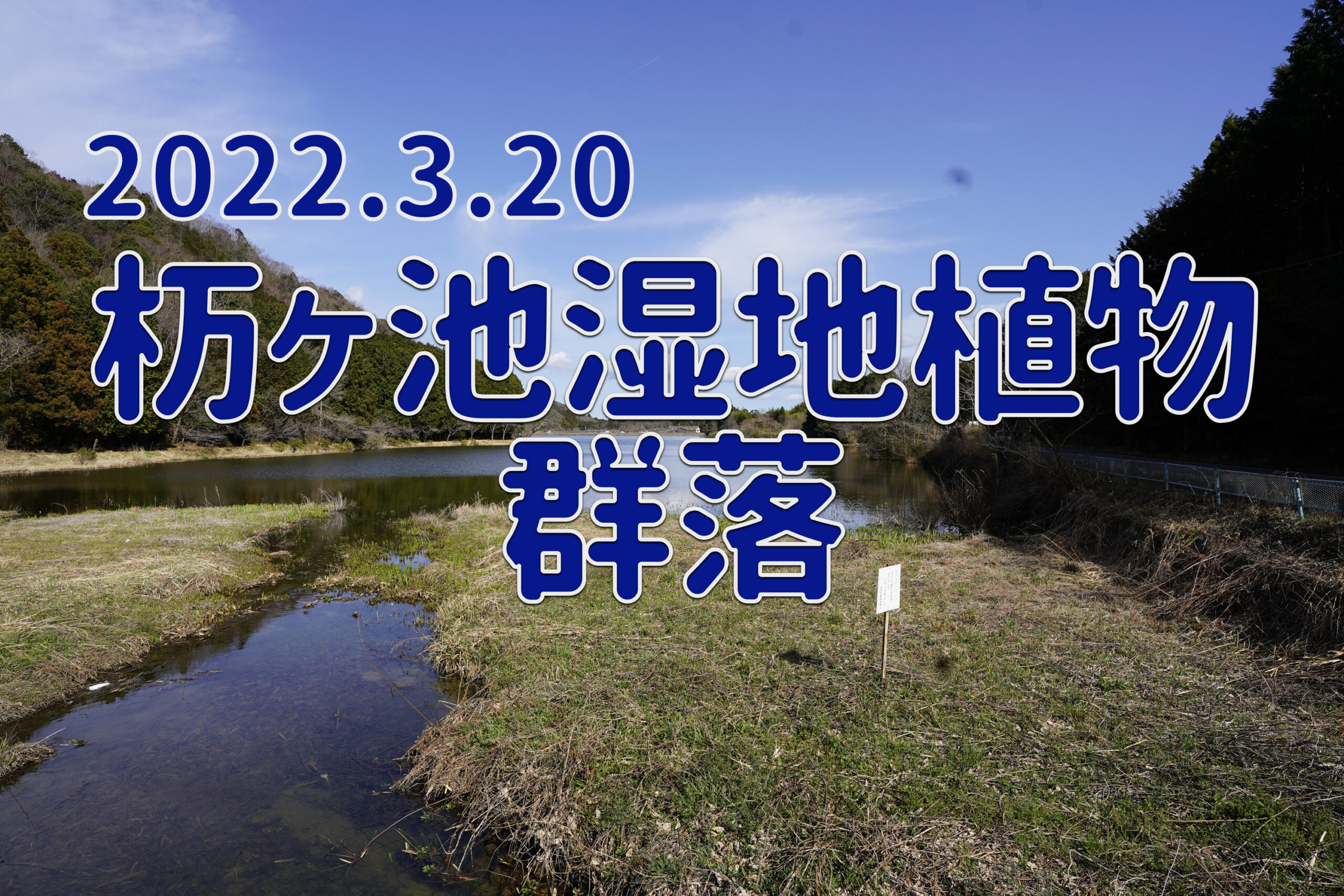 2022.3.20 杤ヶ池湿地植物群落　探索