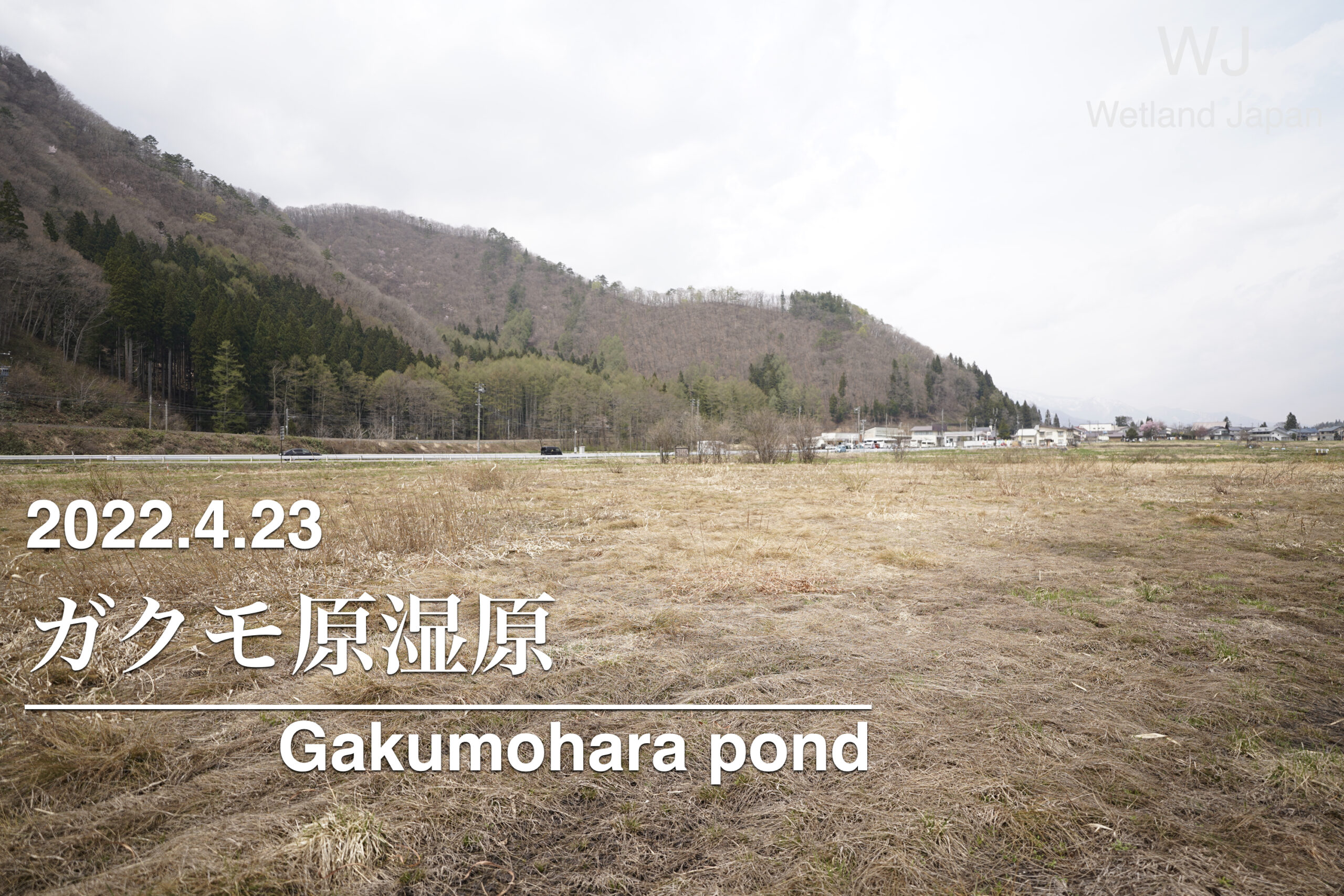 2022.4.23 ガクモ原湿原-滅びた湿原-