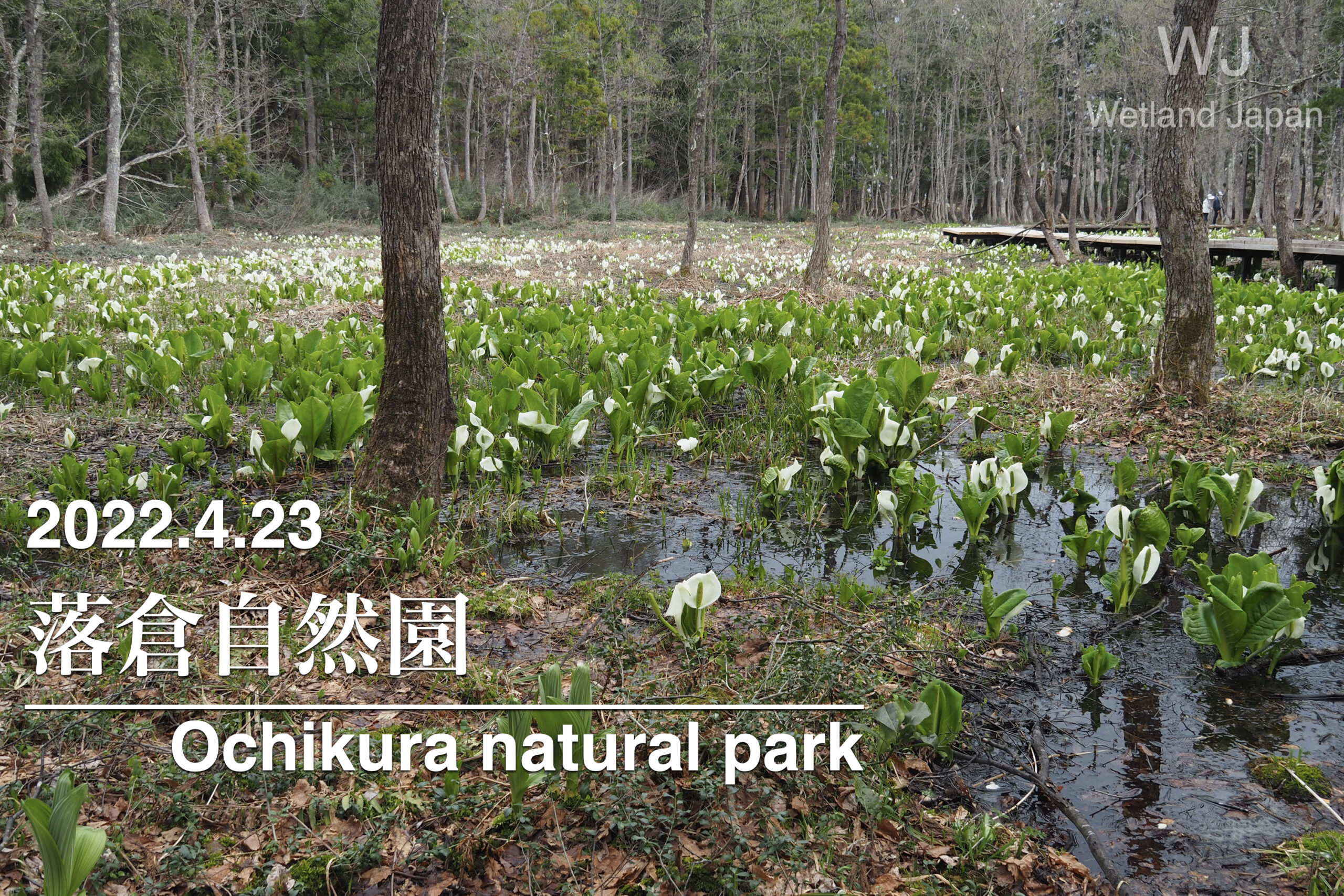 2022.4.23 落倉自然園-ミズバショウの楽園-