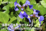 湿原の花の見分けてみよう！-少しずつ増やす花の知識-