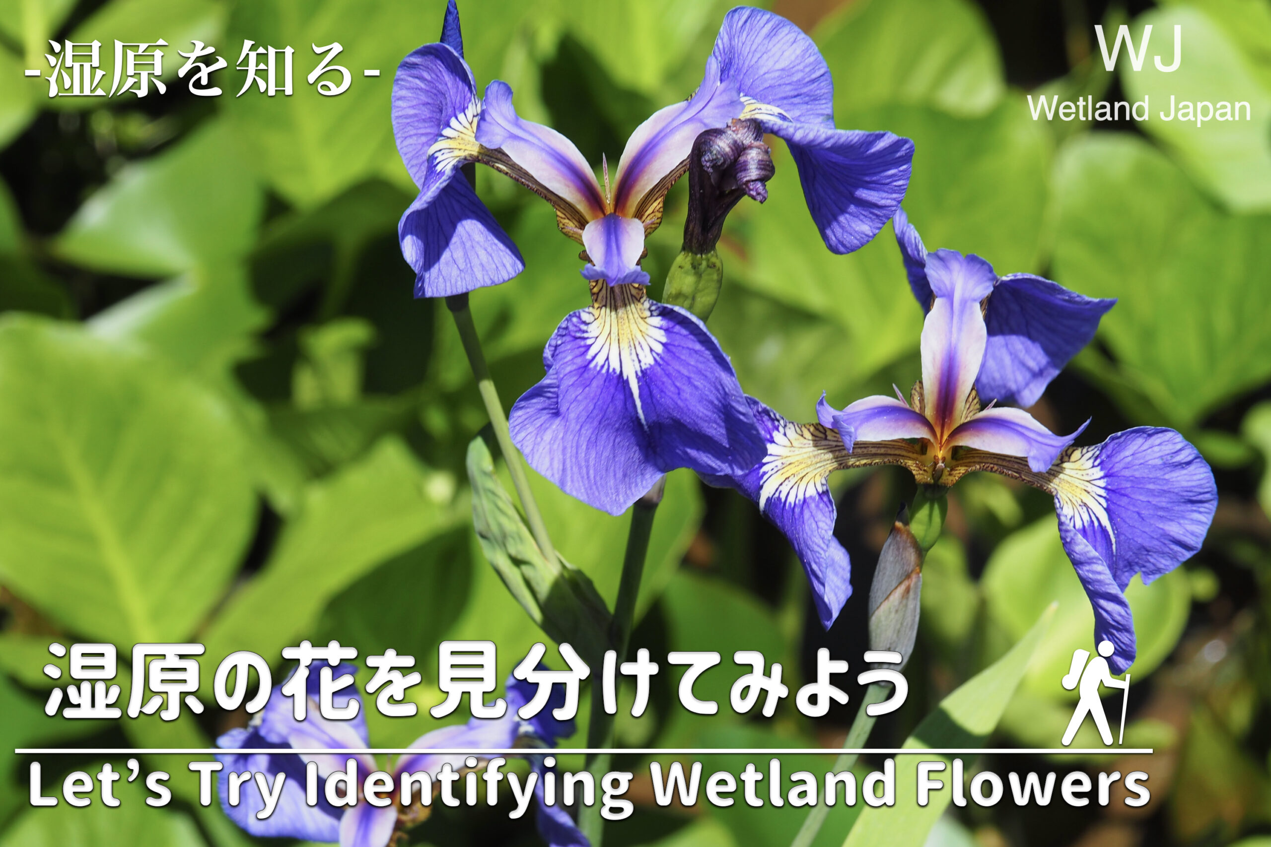 湿原の花の見分けてみよう!-少しずつ増やす花の知識-